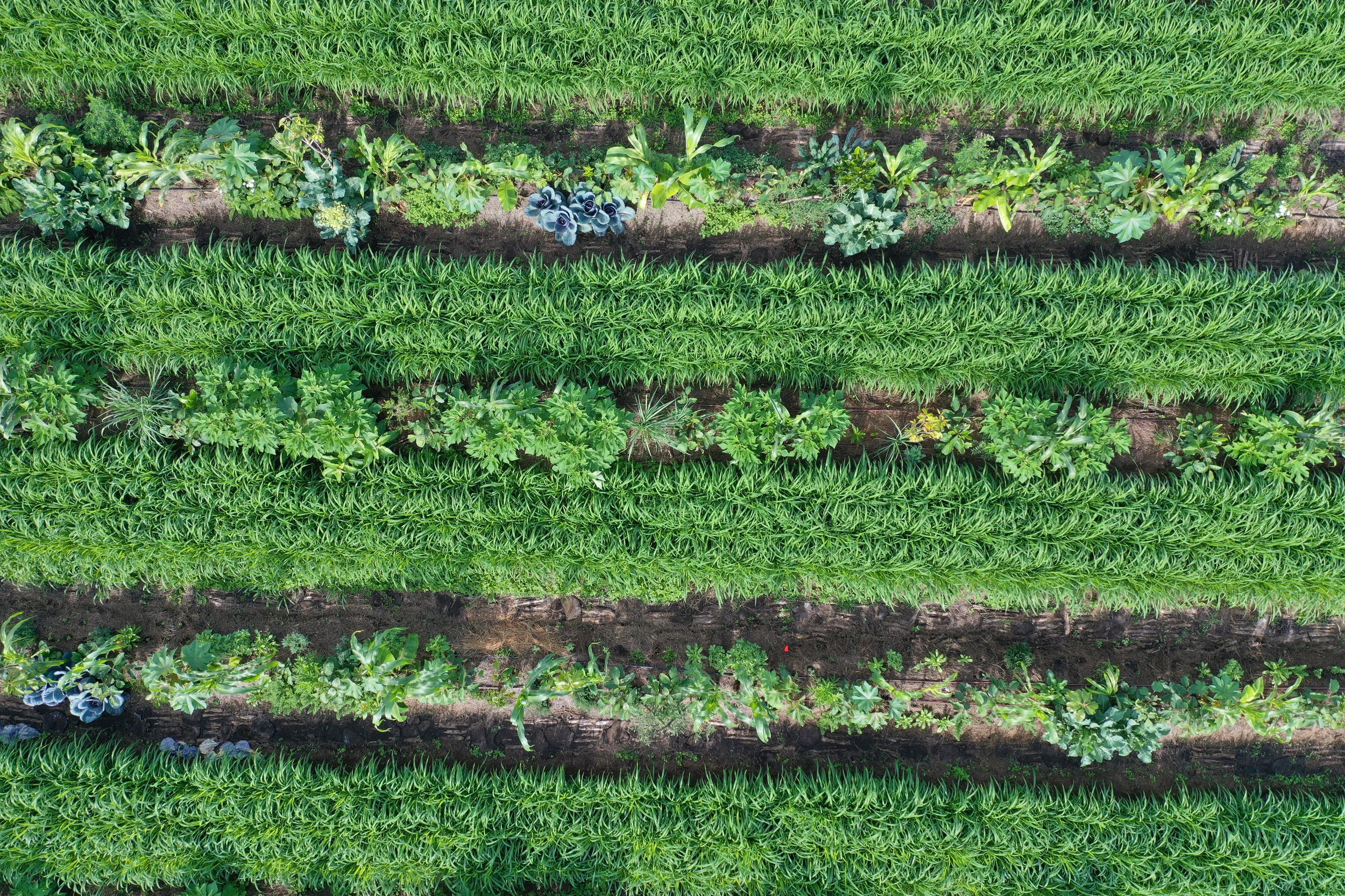 Syntropic Farming Primer: Online Course