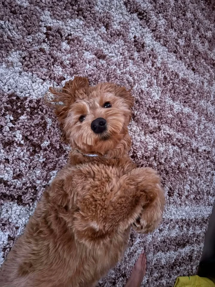 A small, fluffy, brown puppy lying on its back on a textured, multi-colored carpet, looking up with a happy expression.