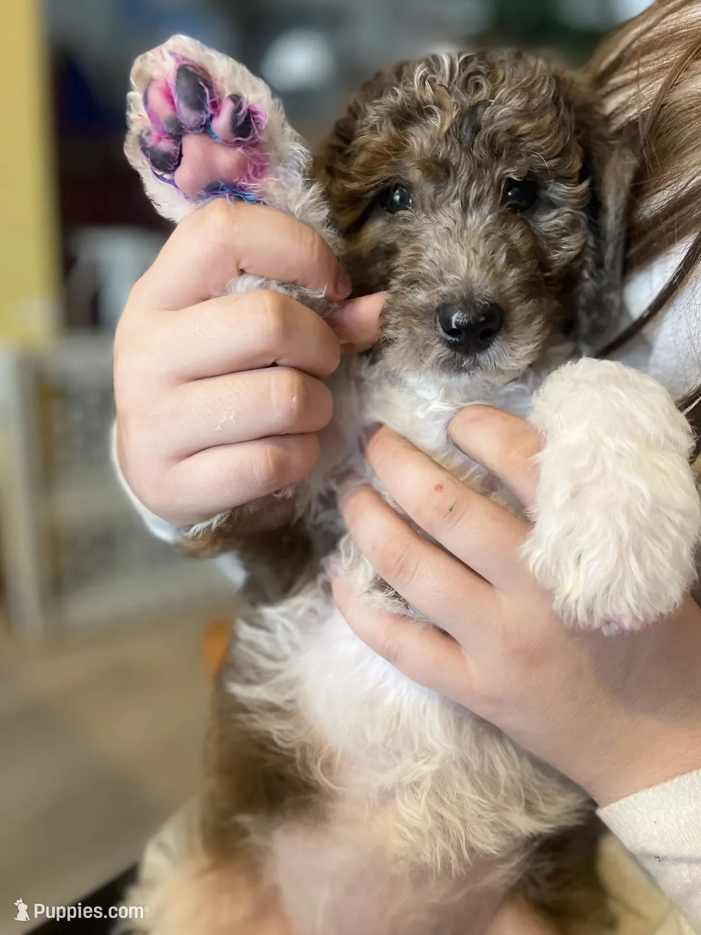 Clarice~Female~SOLD~$1,800