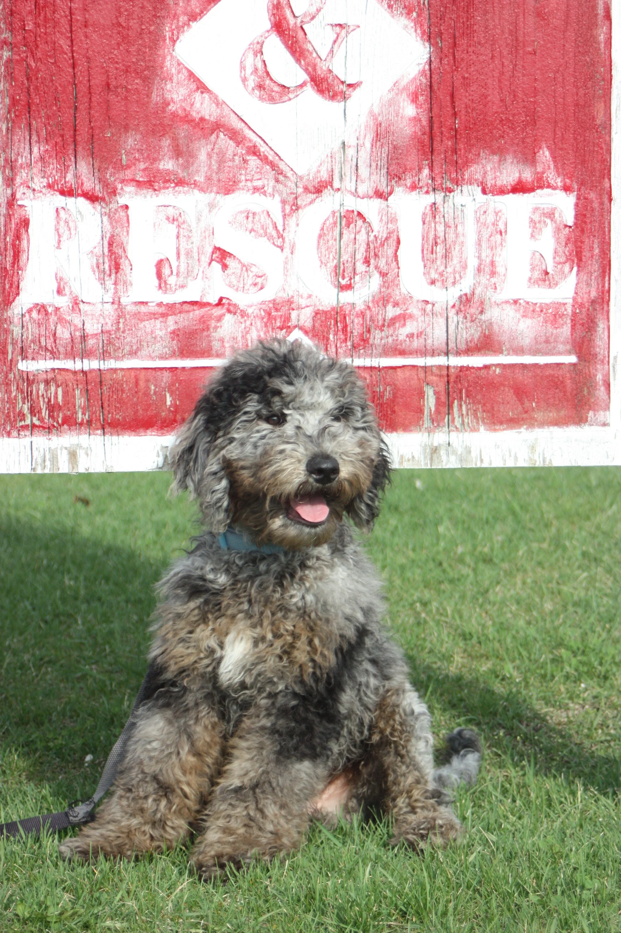 Dasher~Tri-merle~Available~$2,500