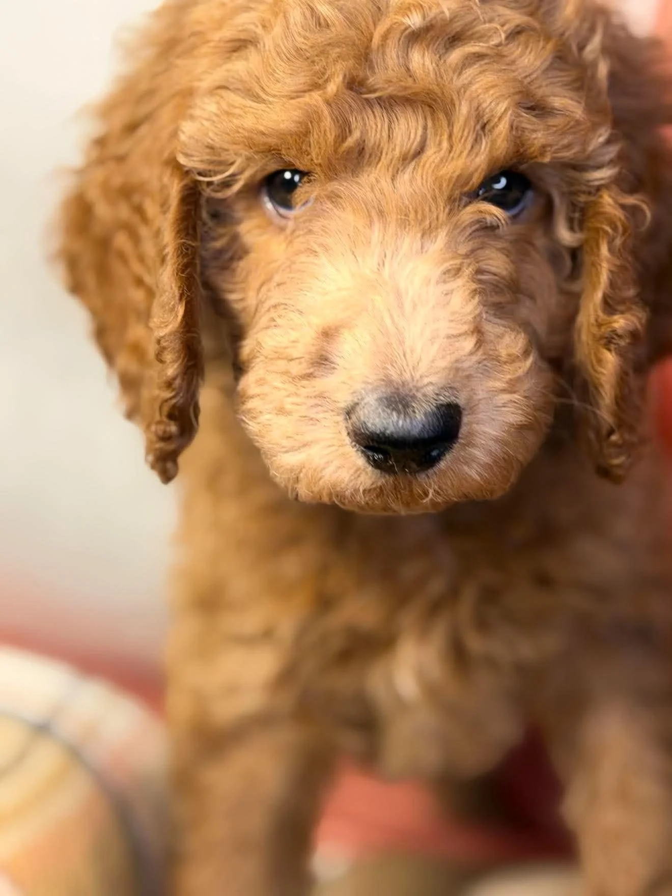 Shortcake- Reserved Female