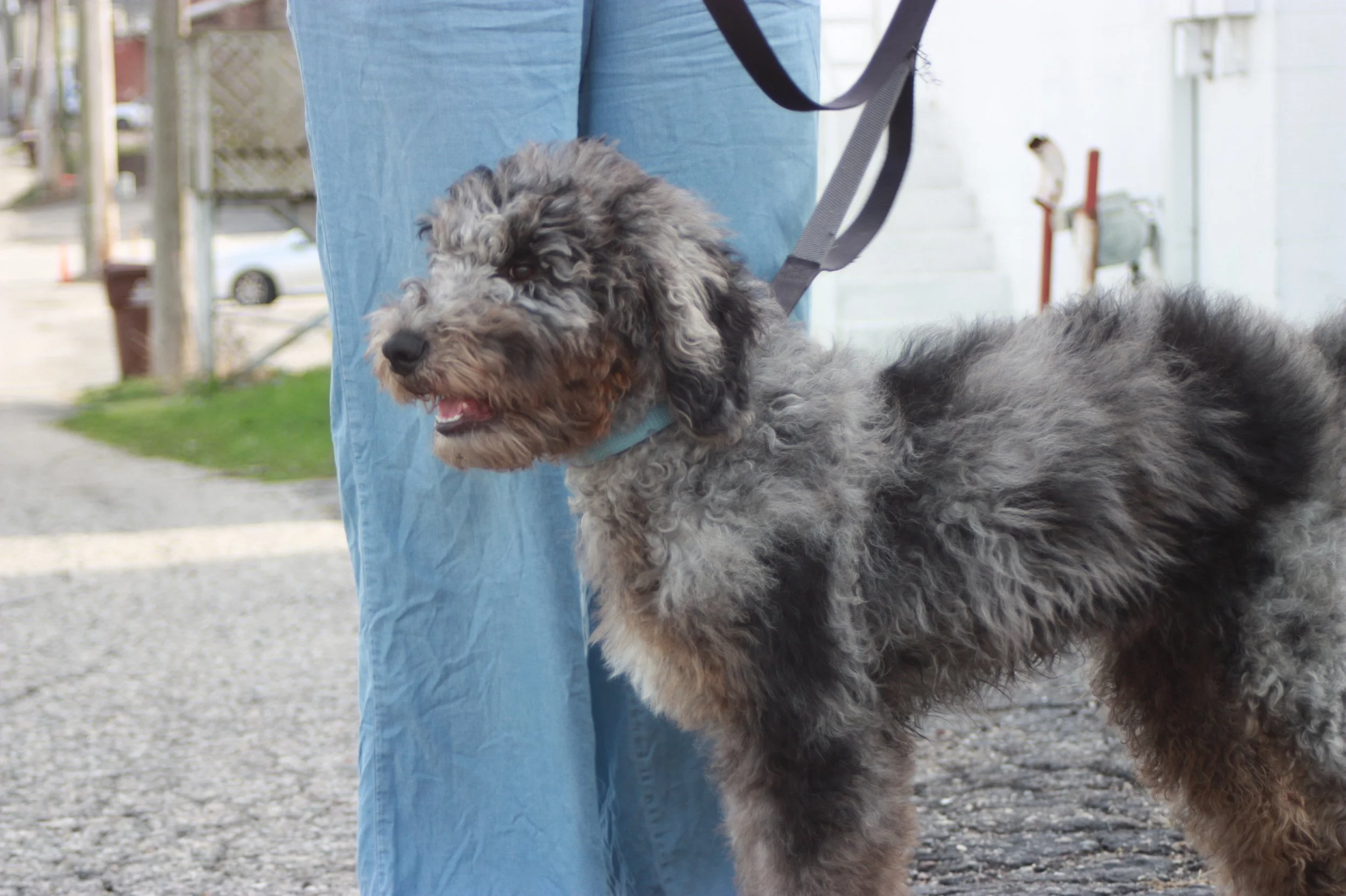 Dasher~Tri-merle~Available~$2,500