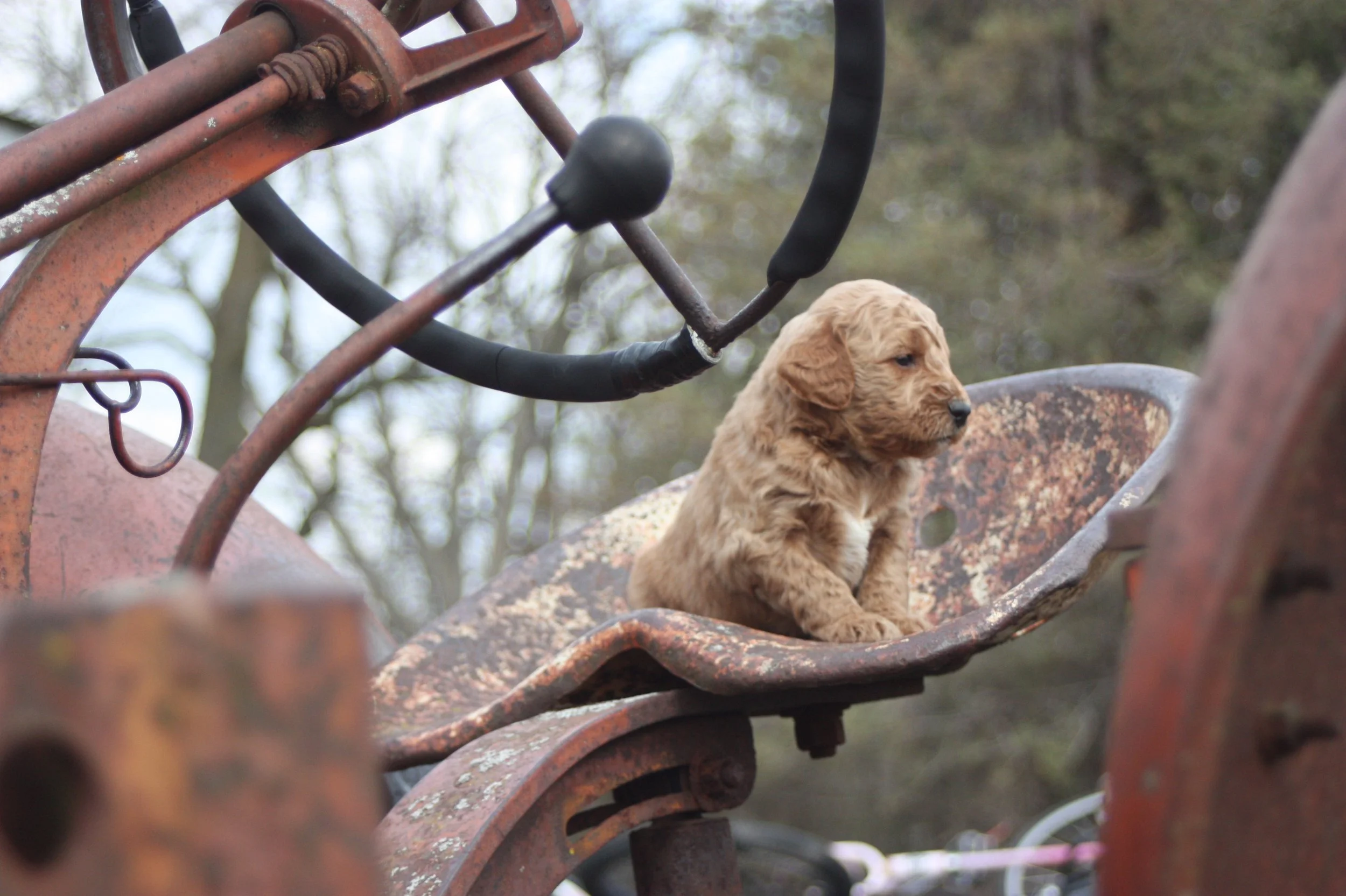 SALSA/MALE/$2,200/Available