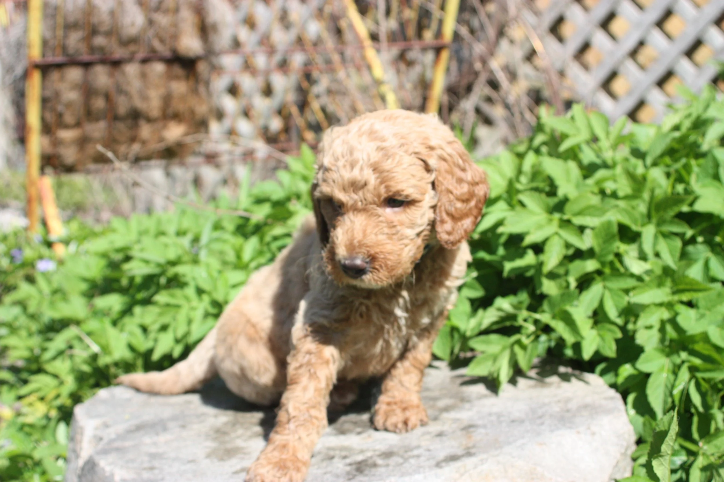 WALTZ/MALE/$2,200/RESERVED