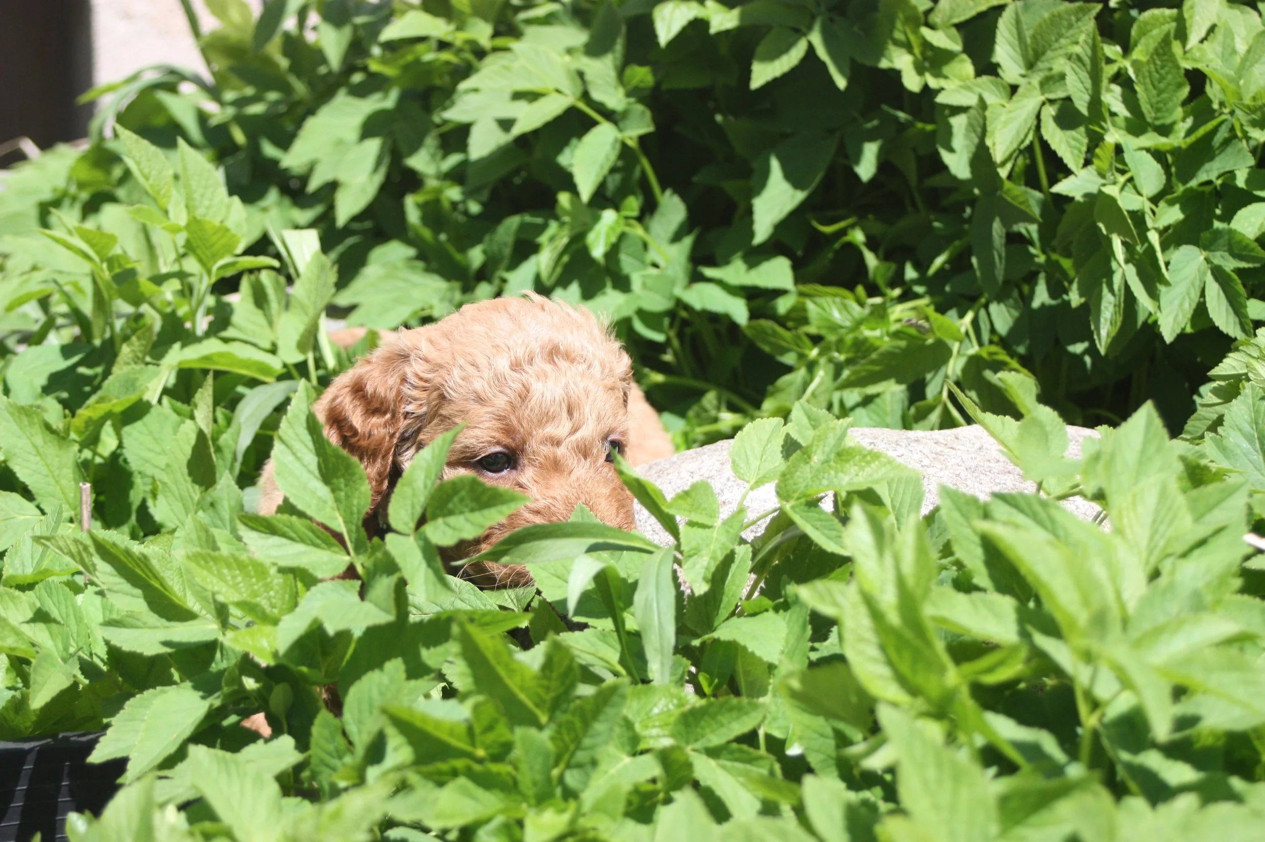 SALSA/MALE/$2,200/Available