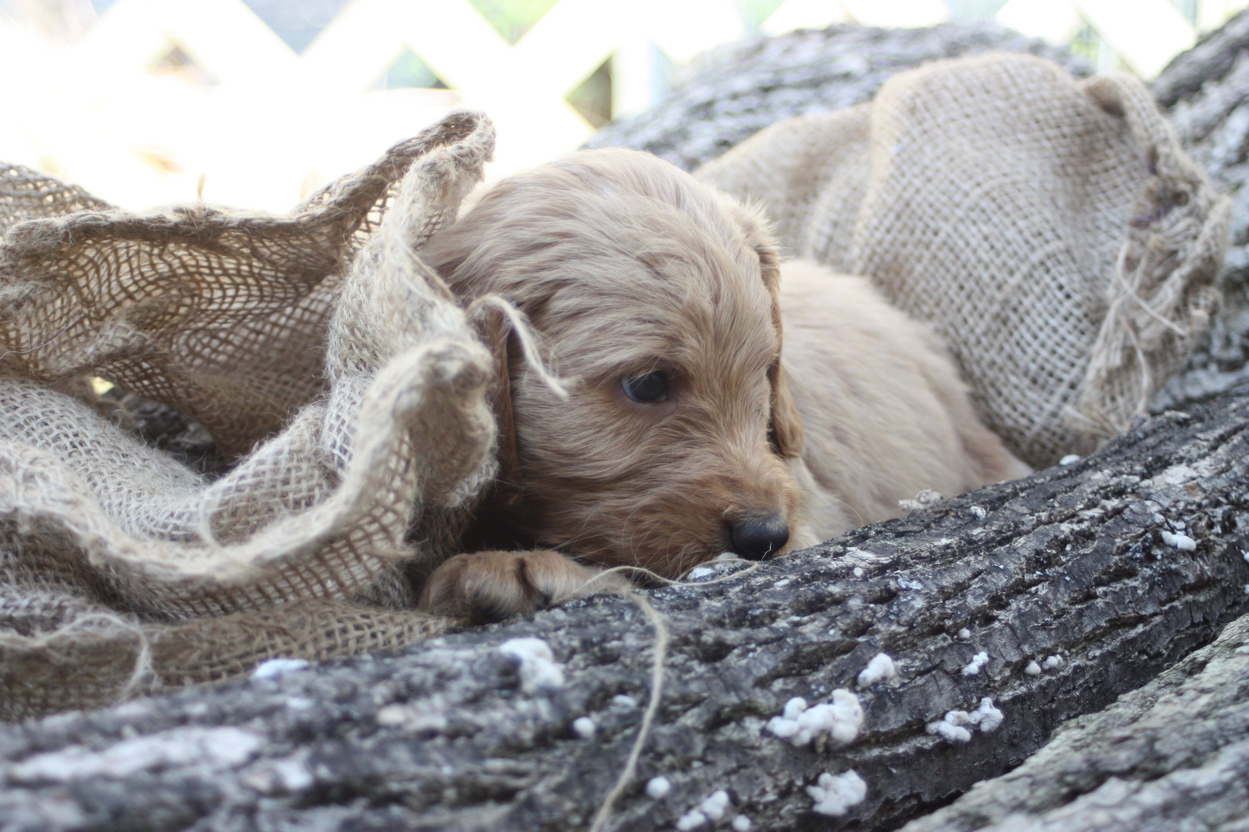 TANGO/MALE/$2,200/RESERVED