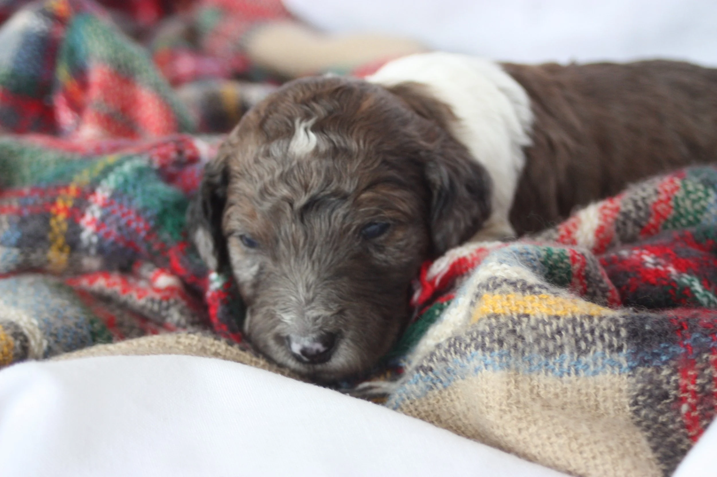 Clarice~Female~SOLD~$1,800