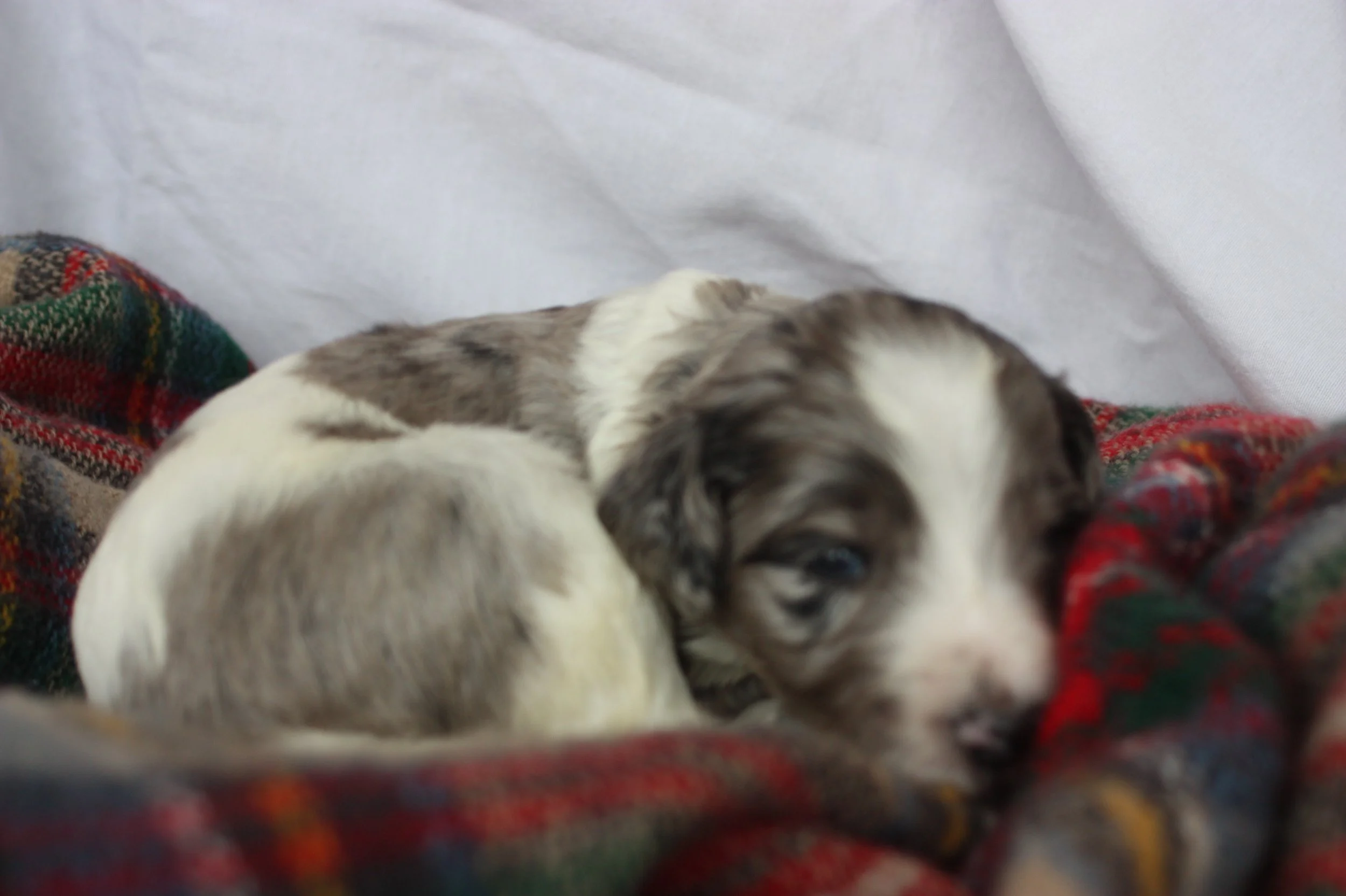 Hermey~Male~Reserved~$1,600
