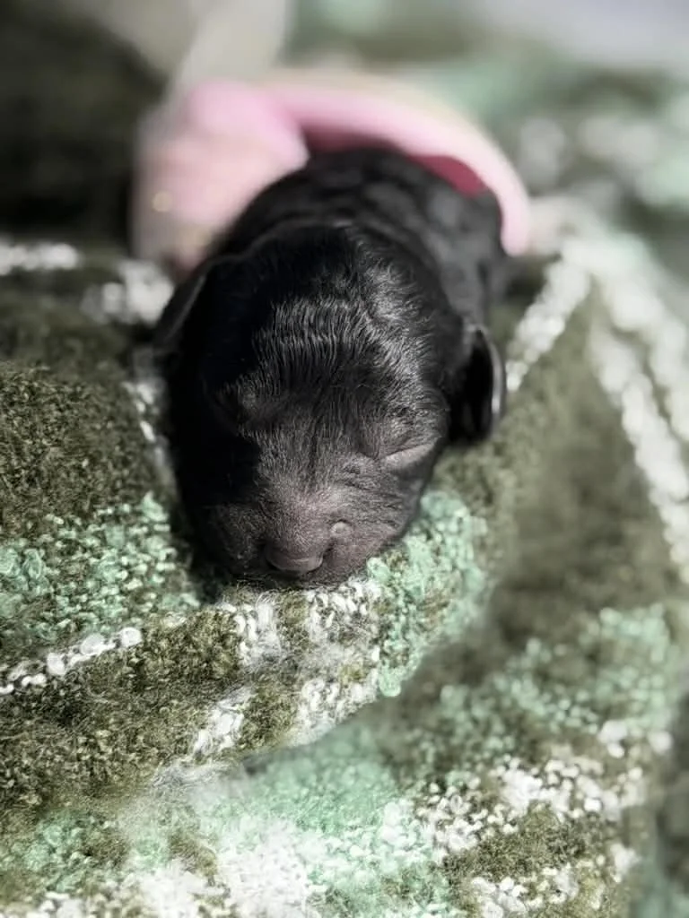 JAZZ/FEMALE/$1,800/Available