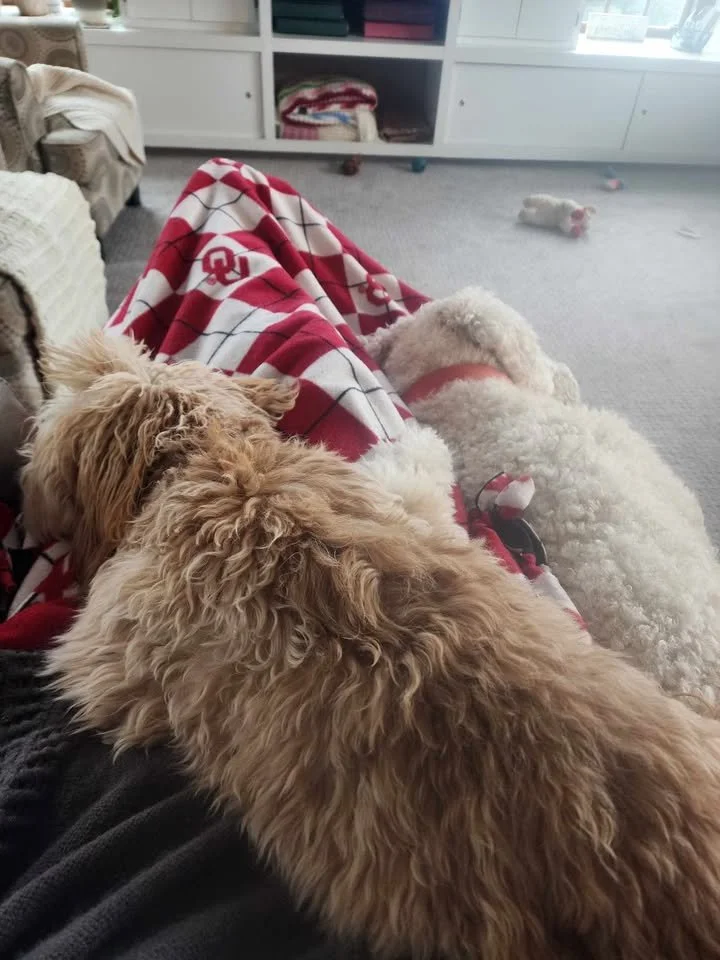 Two dogs, one curly white and one tan, lying on a person's lap on a couch with a red and white blanket in a living room.
