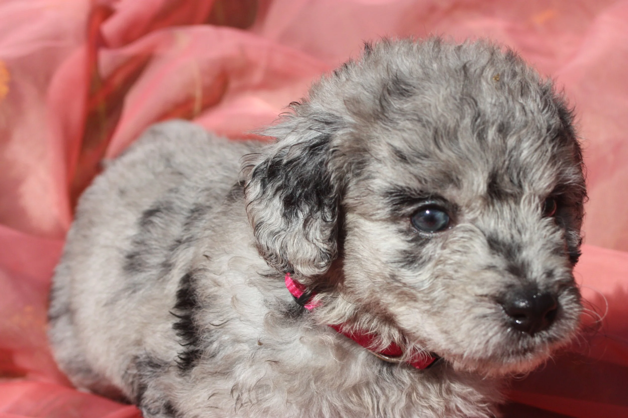 ZING/FEMALE/$2,400/Available