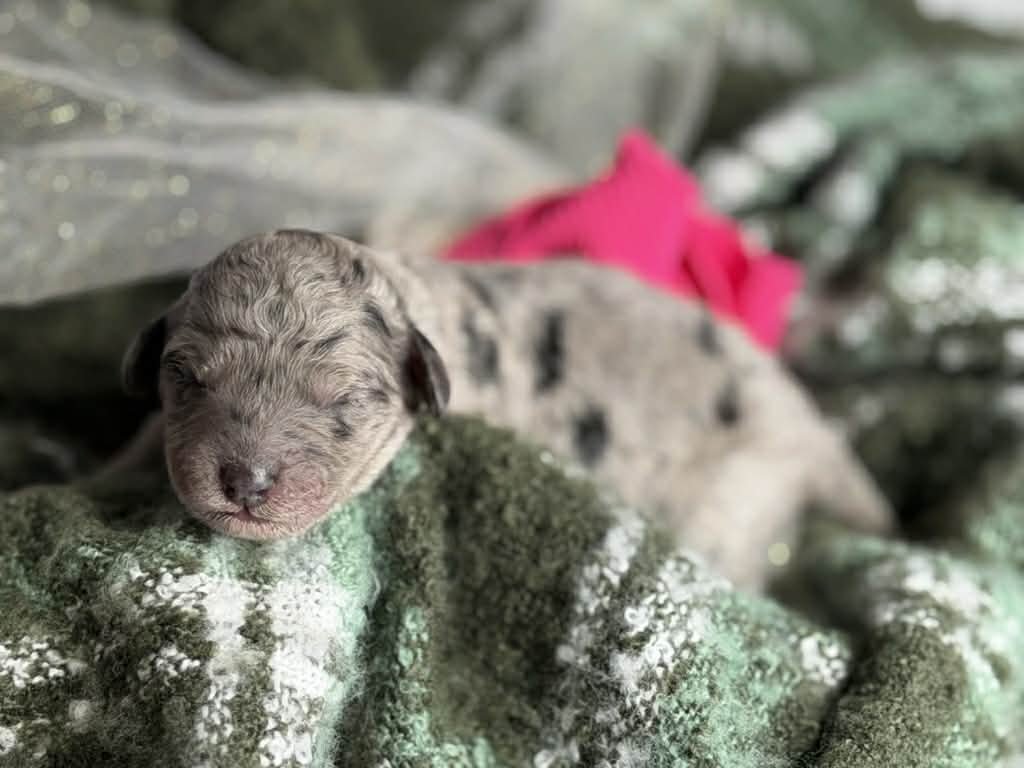 ZING/FEMALE/$2,400/Available