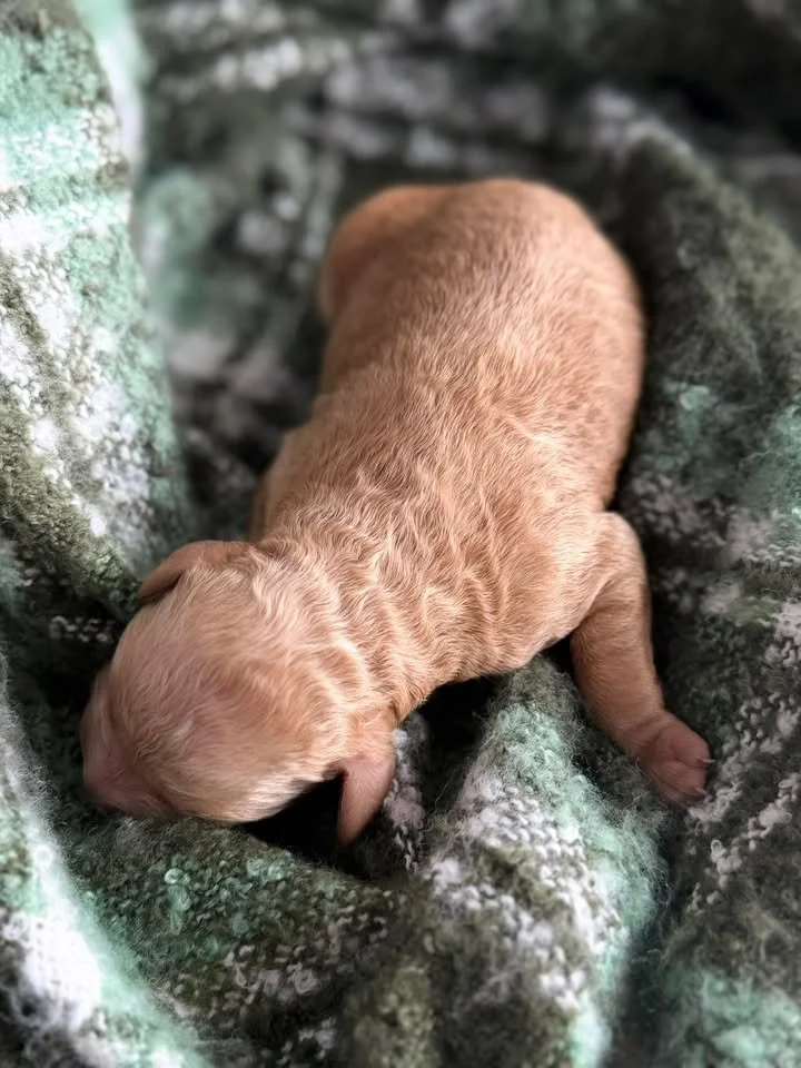 SALSA/MALE/$2,200/Available