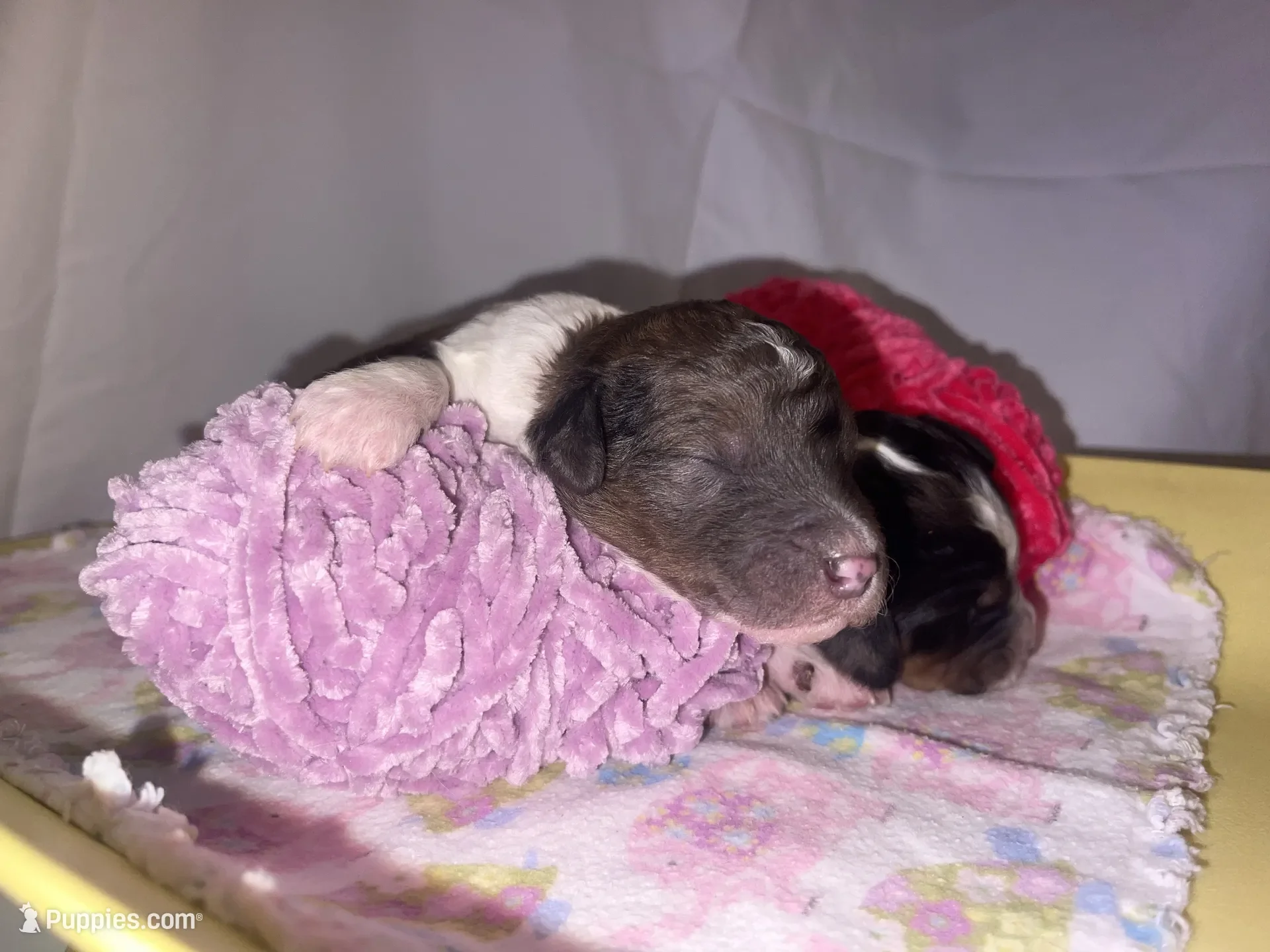 Clarice~Female~SOLD~$1,800