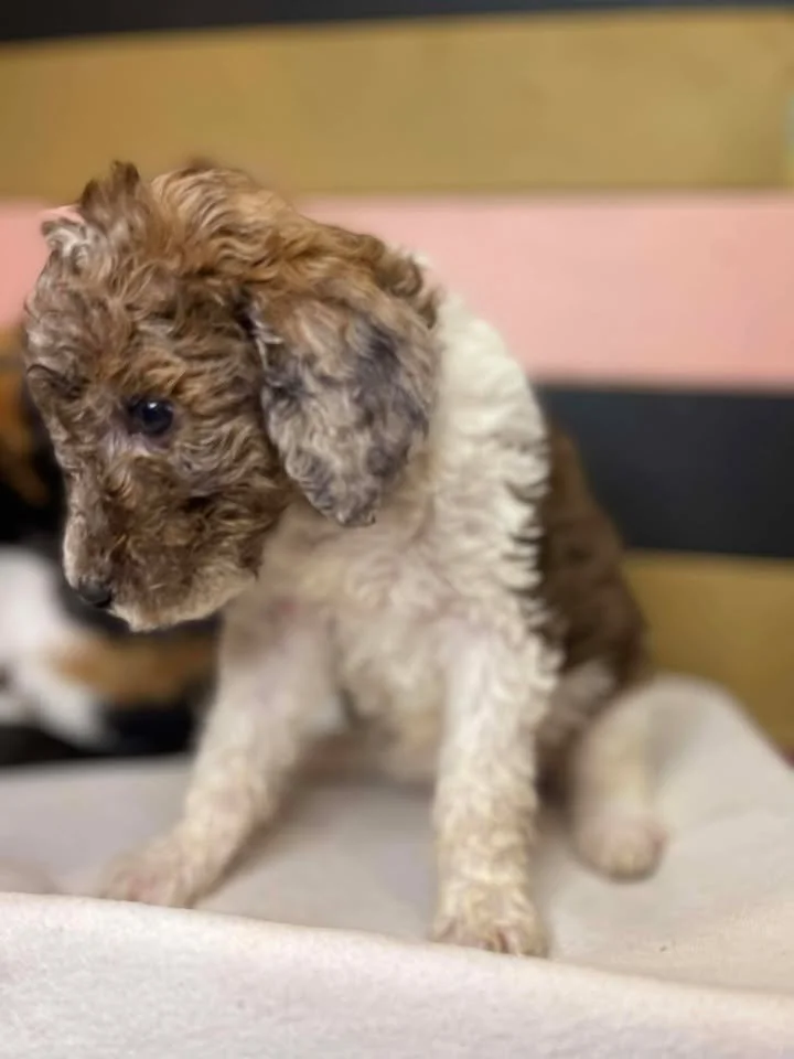 Clarice~Female~SOLD~$1,800