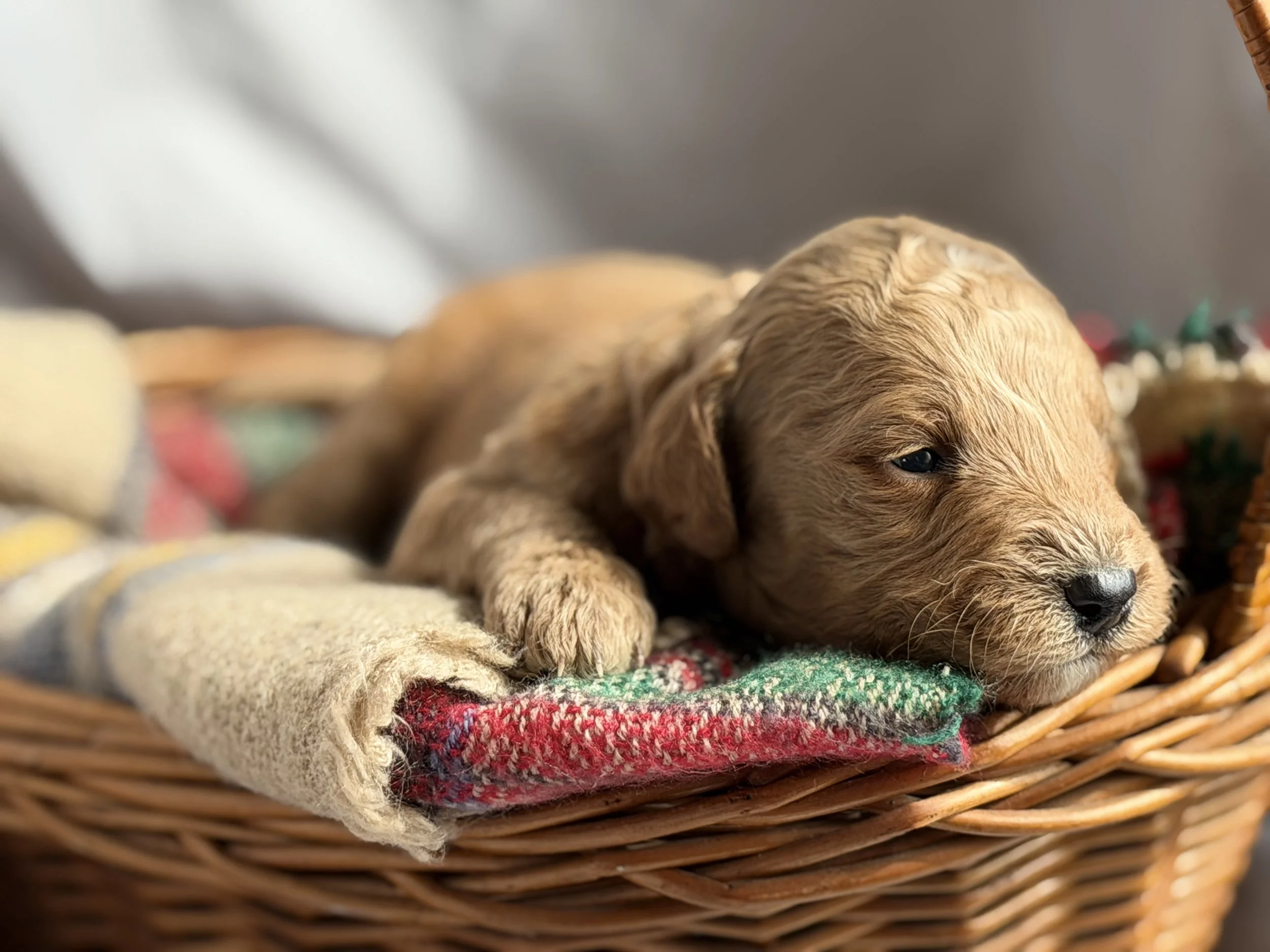 SALSA/MALE/$2,200/Available