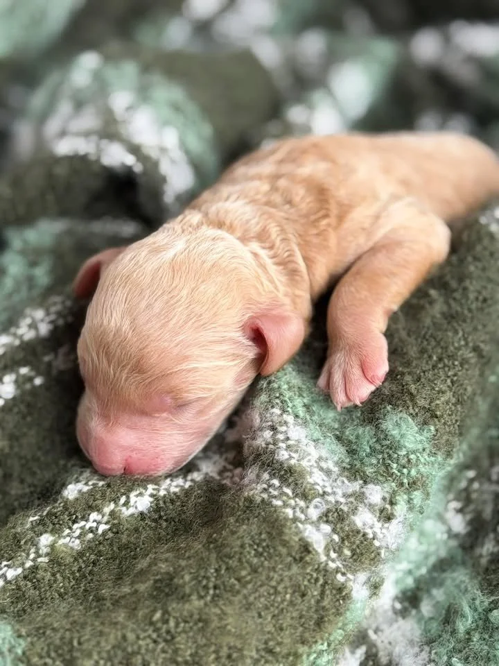 WALTZ/MALE/$2,200/Available