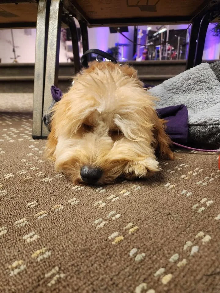 A fluffy, tan-colored goldendoodle with dark eyes and nose, lying under chairs at Kilpatrick Chapel Working on her service dog training