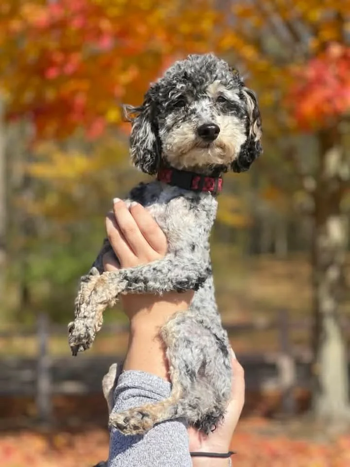 Small black, gray, and white curly-haired dog being held up outside with colorful autumn leaves in the background.