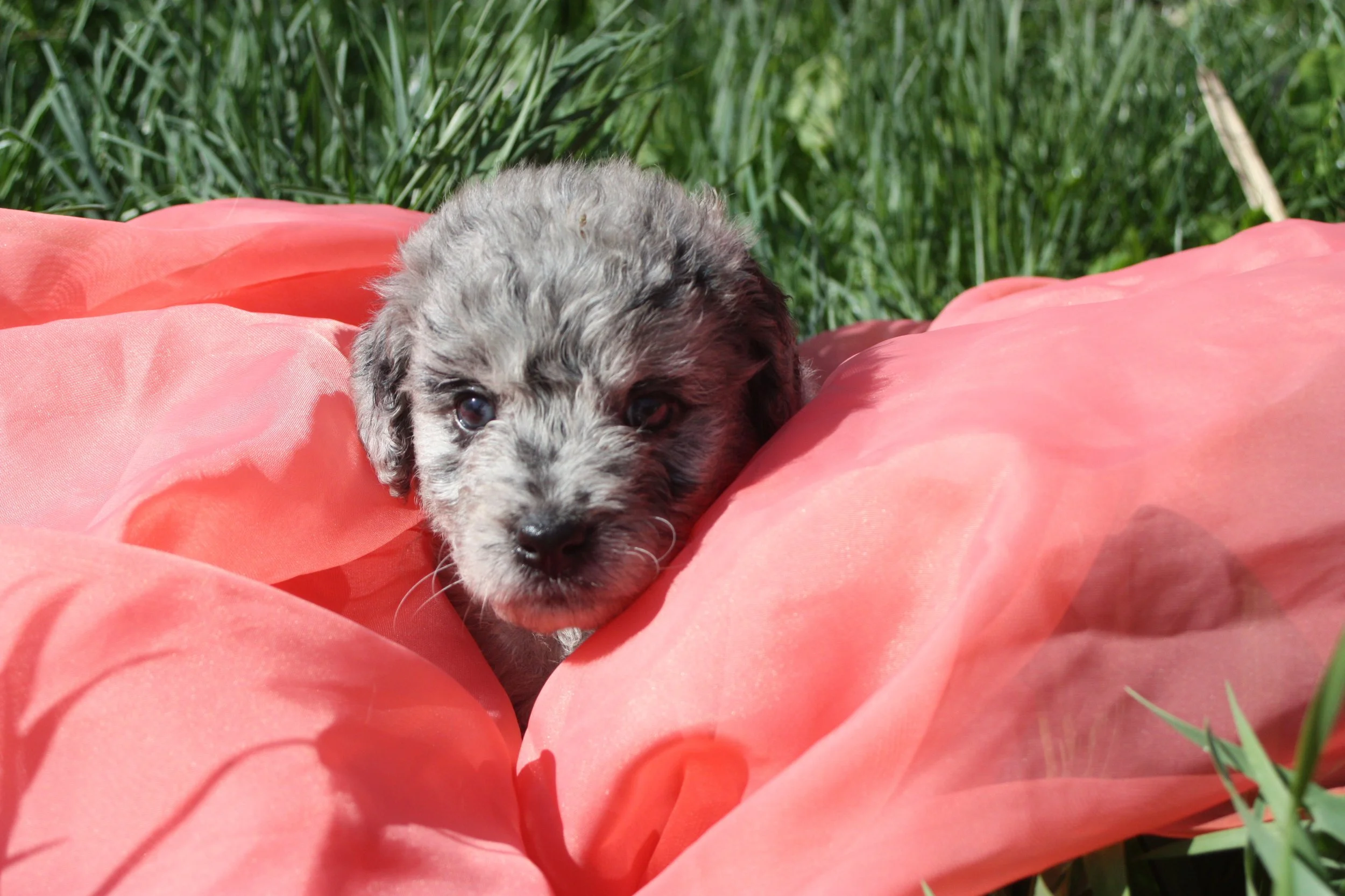 ZING/FEMALE/$2,400/Available