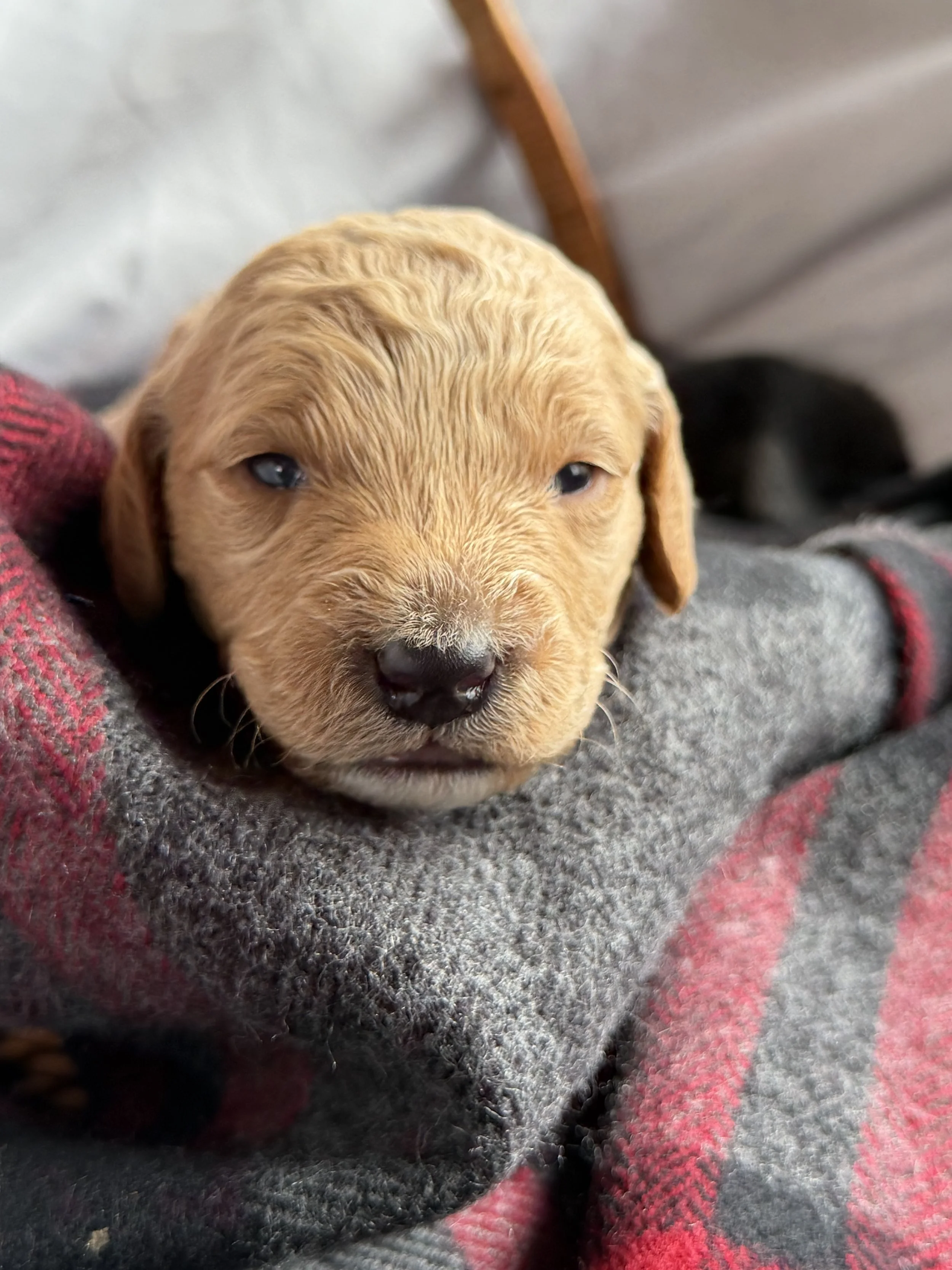 WALTZ/MALE/$2,200/RESERVED