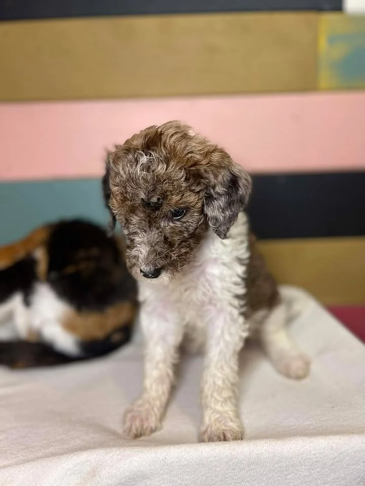 Clarice~Female~SOLD~$1,800