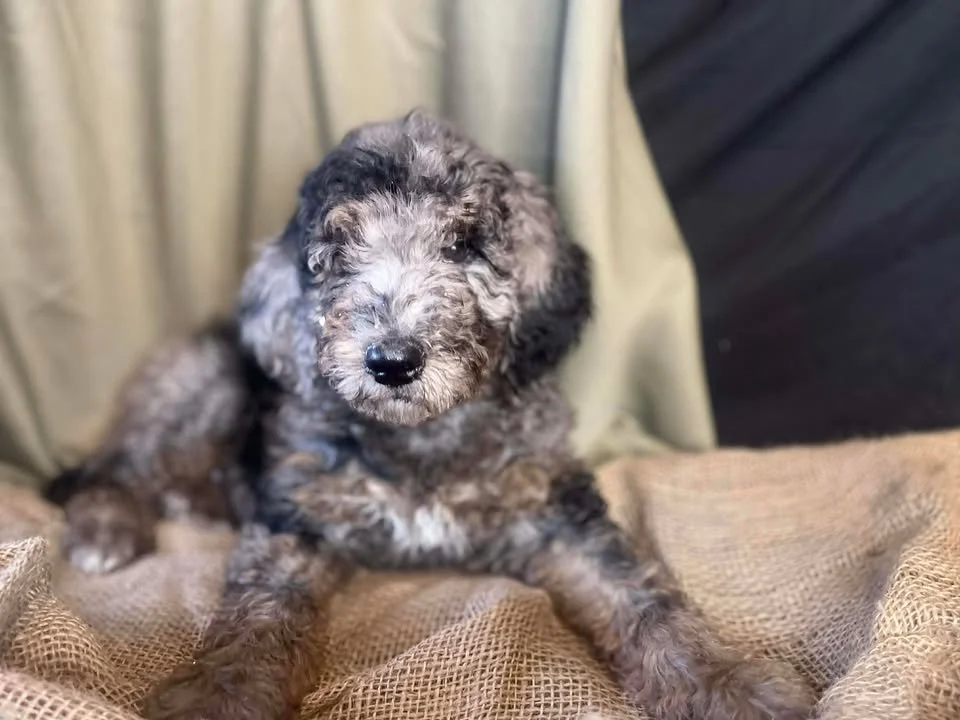 Dasher~Tri-merle~ON HOLD~$2,200