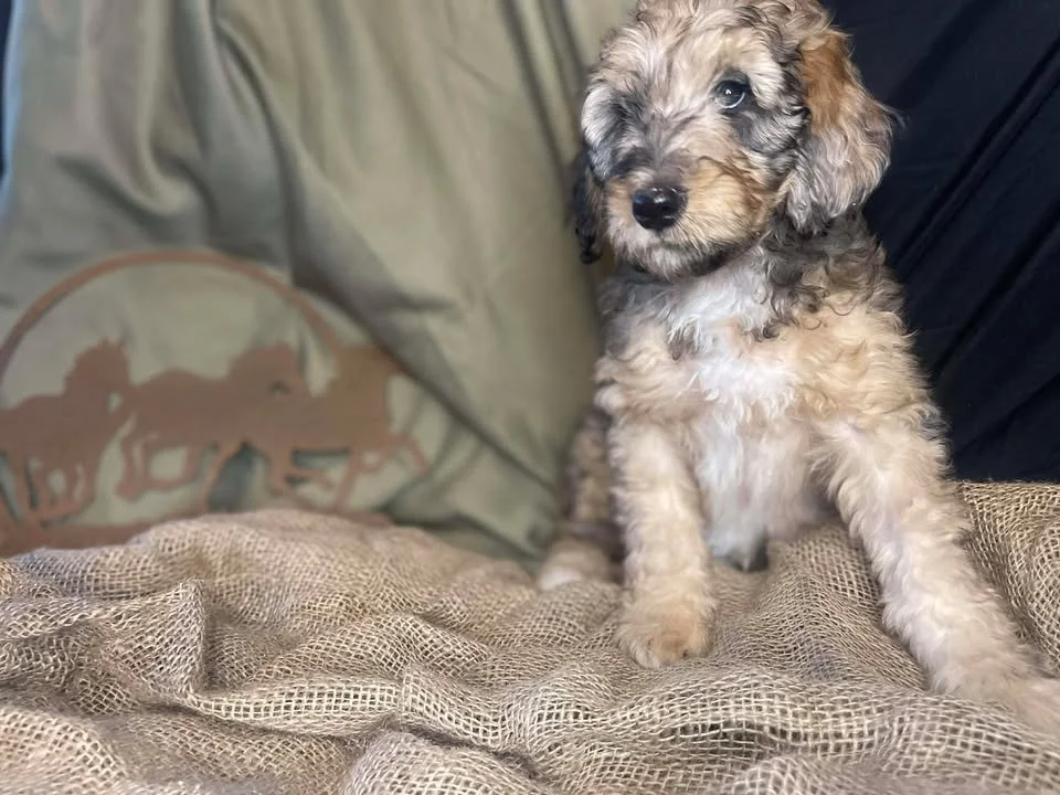 Cowboy~Sable~Sold~$1,985