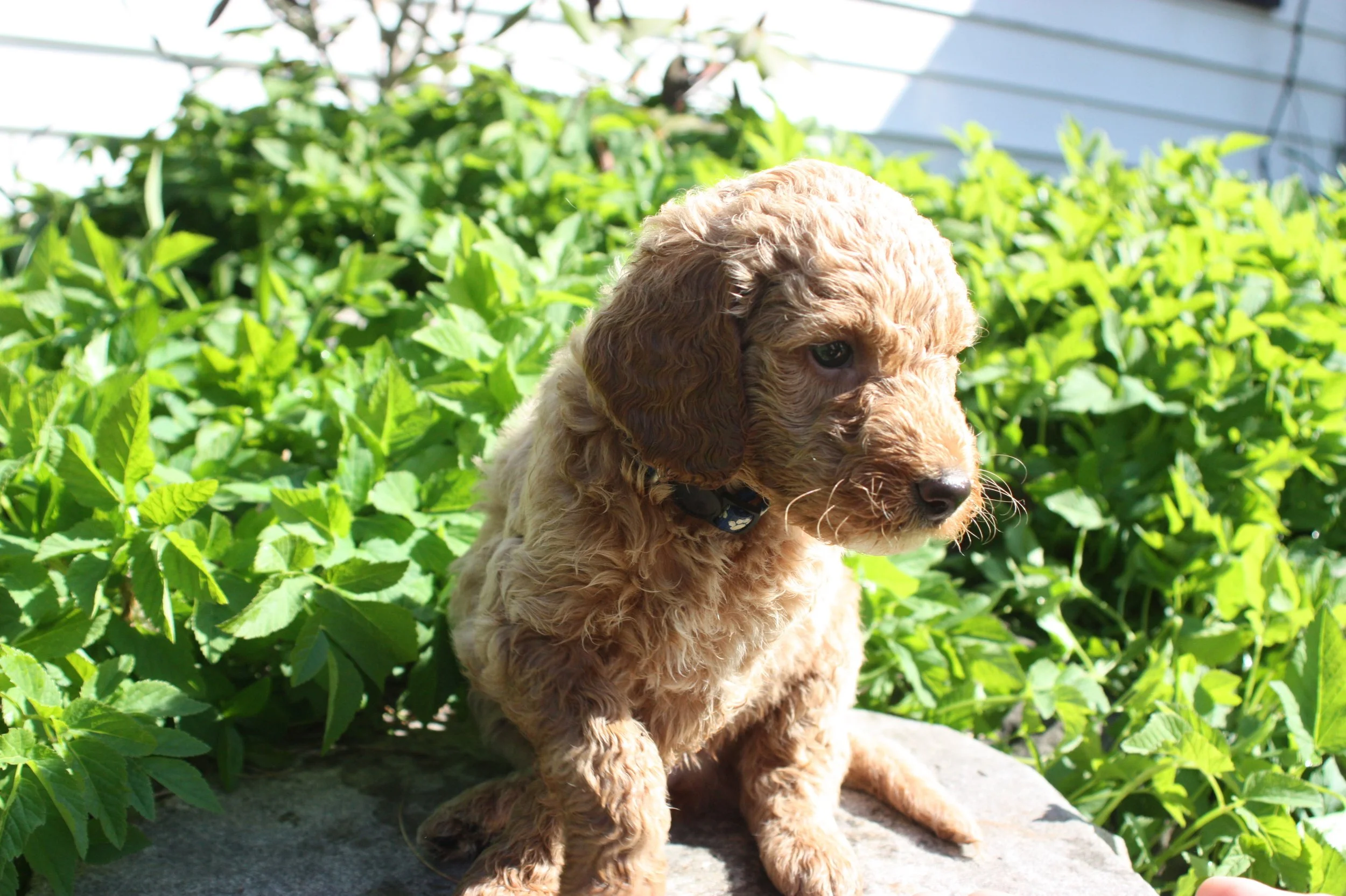 WALTZ/MALE/$2,200/RESERVED