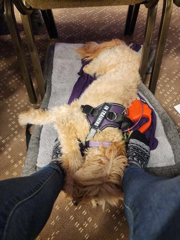 A small dog lying on a raised bed under a table, with two legs of a person standing on either side, wearing socks with a pattern. The dog is wearing a purple harness and a leash, with an orange object attached.