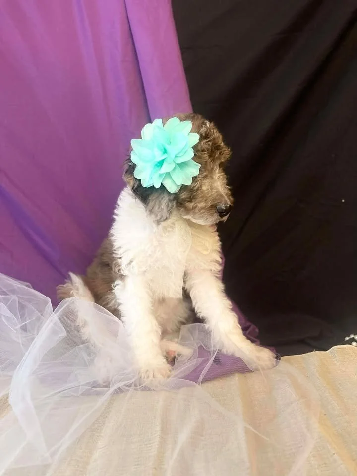 Clarice~Female~SOLD~$1,800