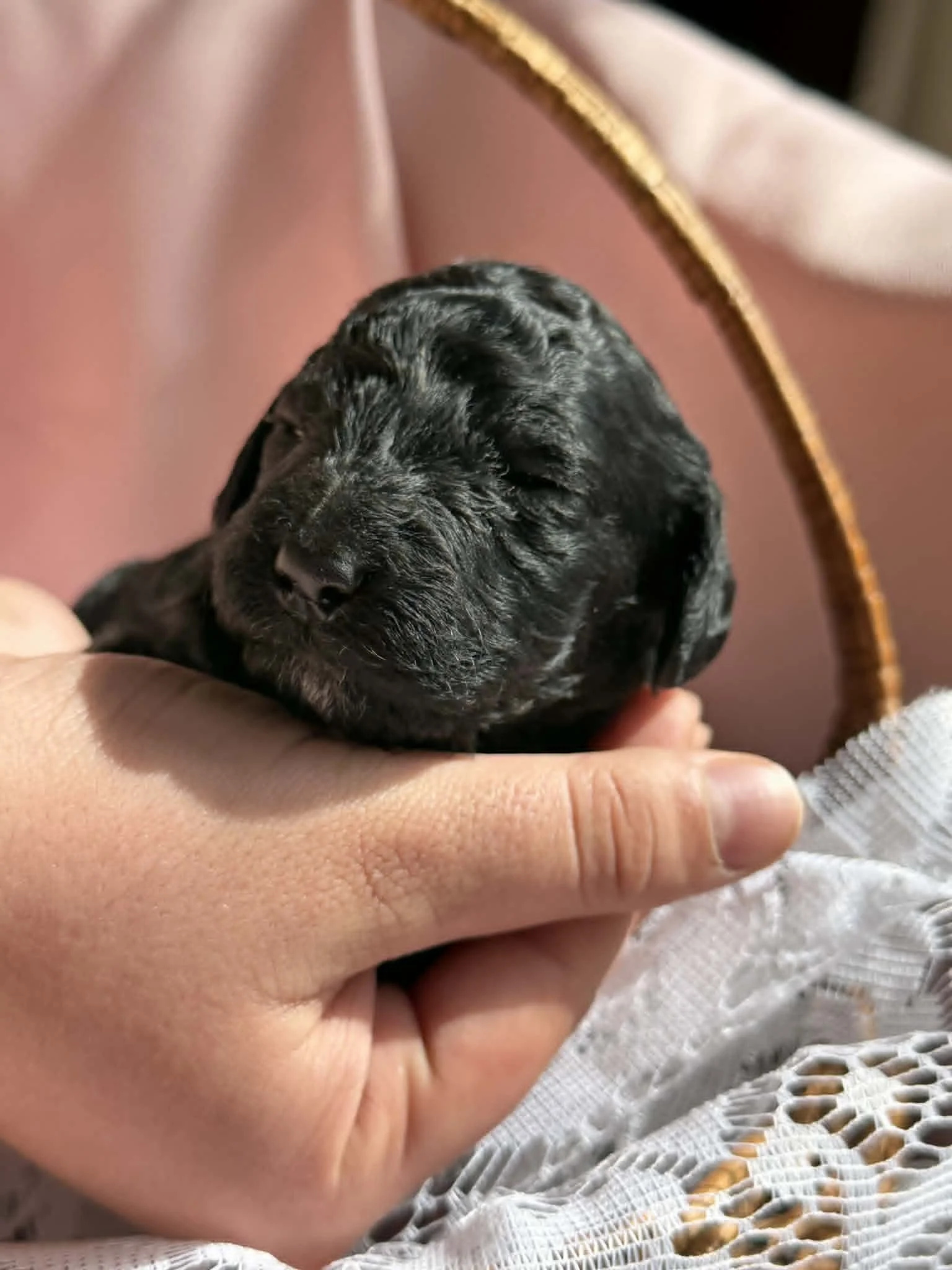 JAZZ/FEMALE/$1,800/Available