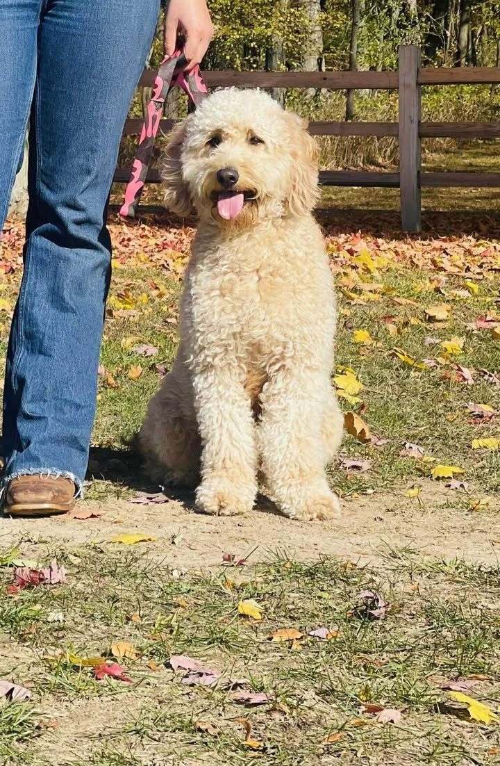 A fluffy cream-colored dog, possibly a poodle mix, sitting outdoors on a fall day with leaves on the ground, beside a person holding its pink and black leash.