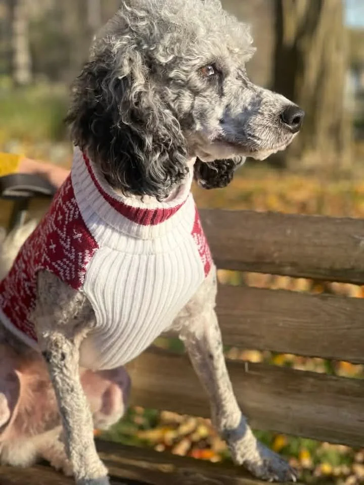 A dog with curly gray and black fur wearing a red and white sweater sitting on a bench in a park.