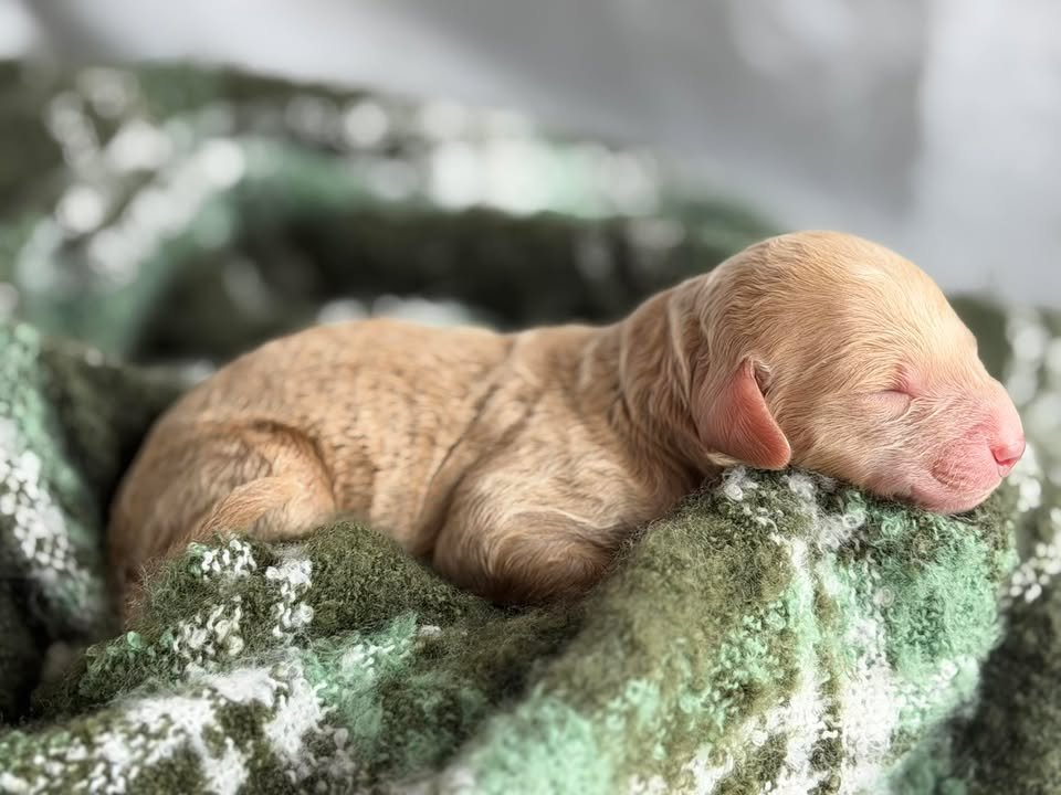 WALTZ/MALE/$2,200/Available