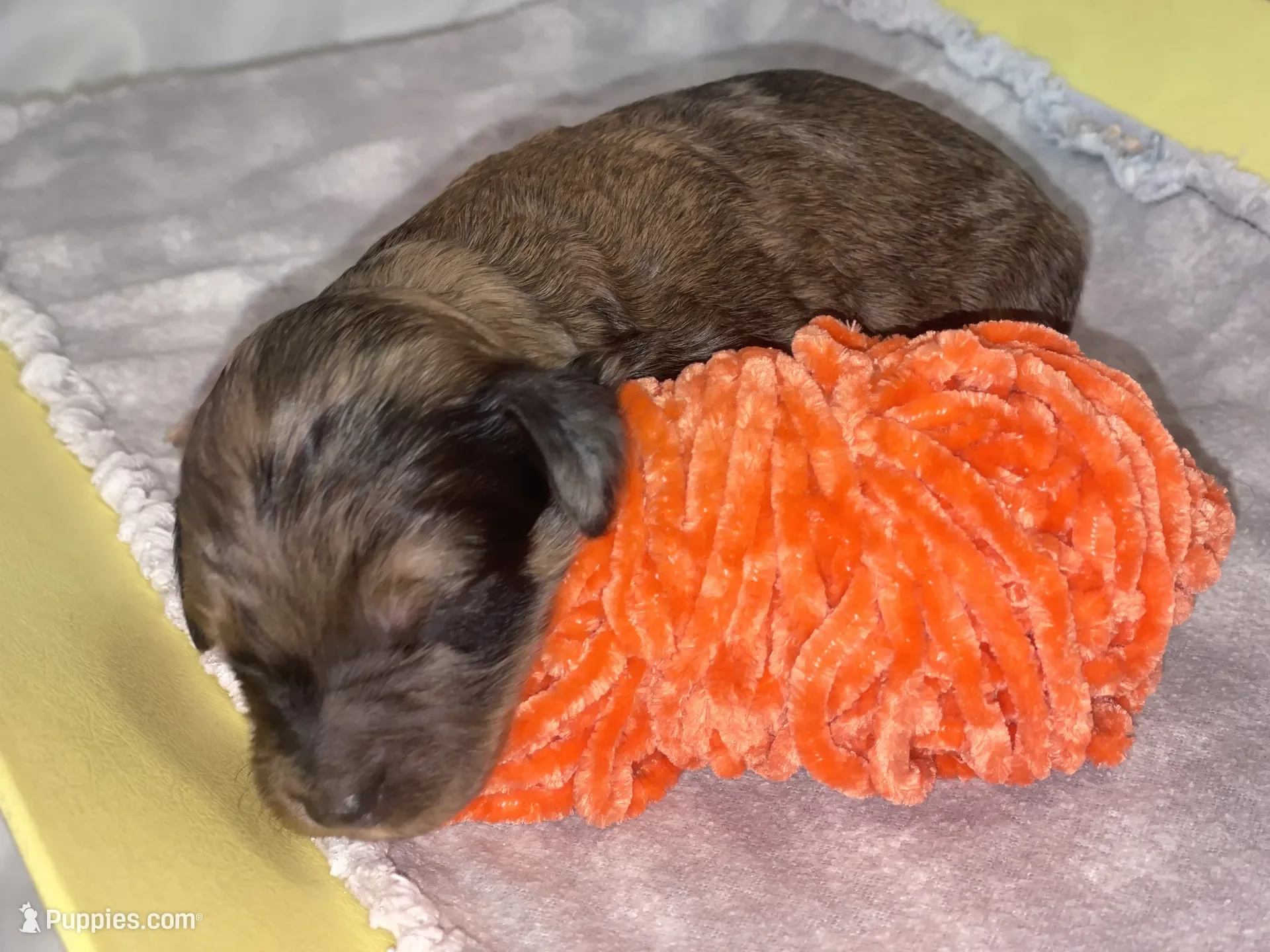 Cowboy~Sable~Available~$1,985