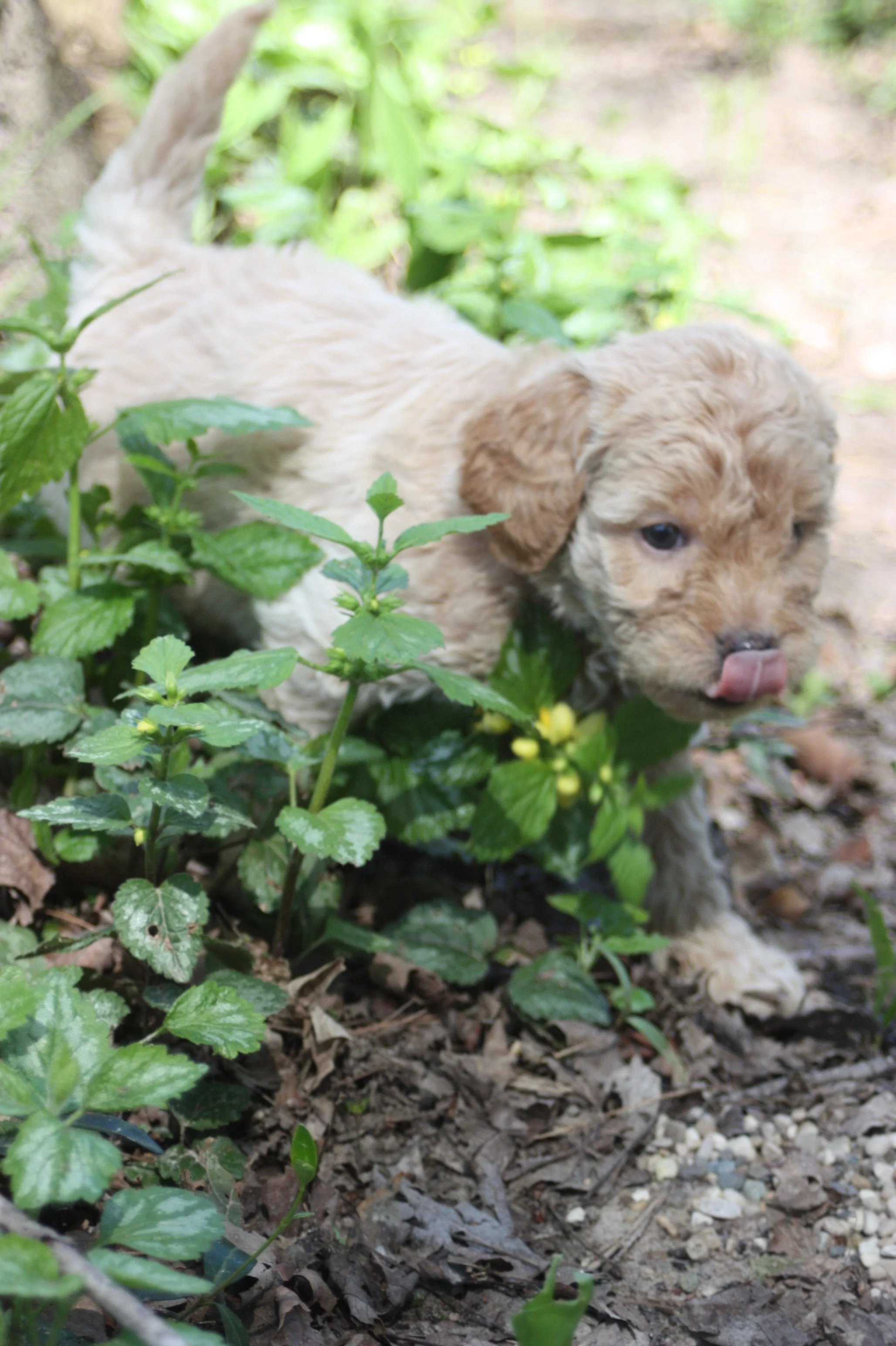 MYSTIC/FEMALE/$2,600