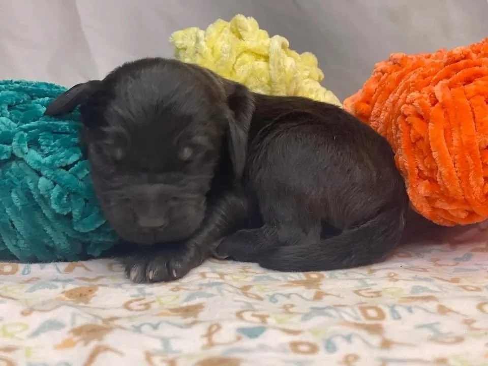 Humble~Male~Reserved~$1,800