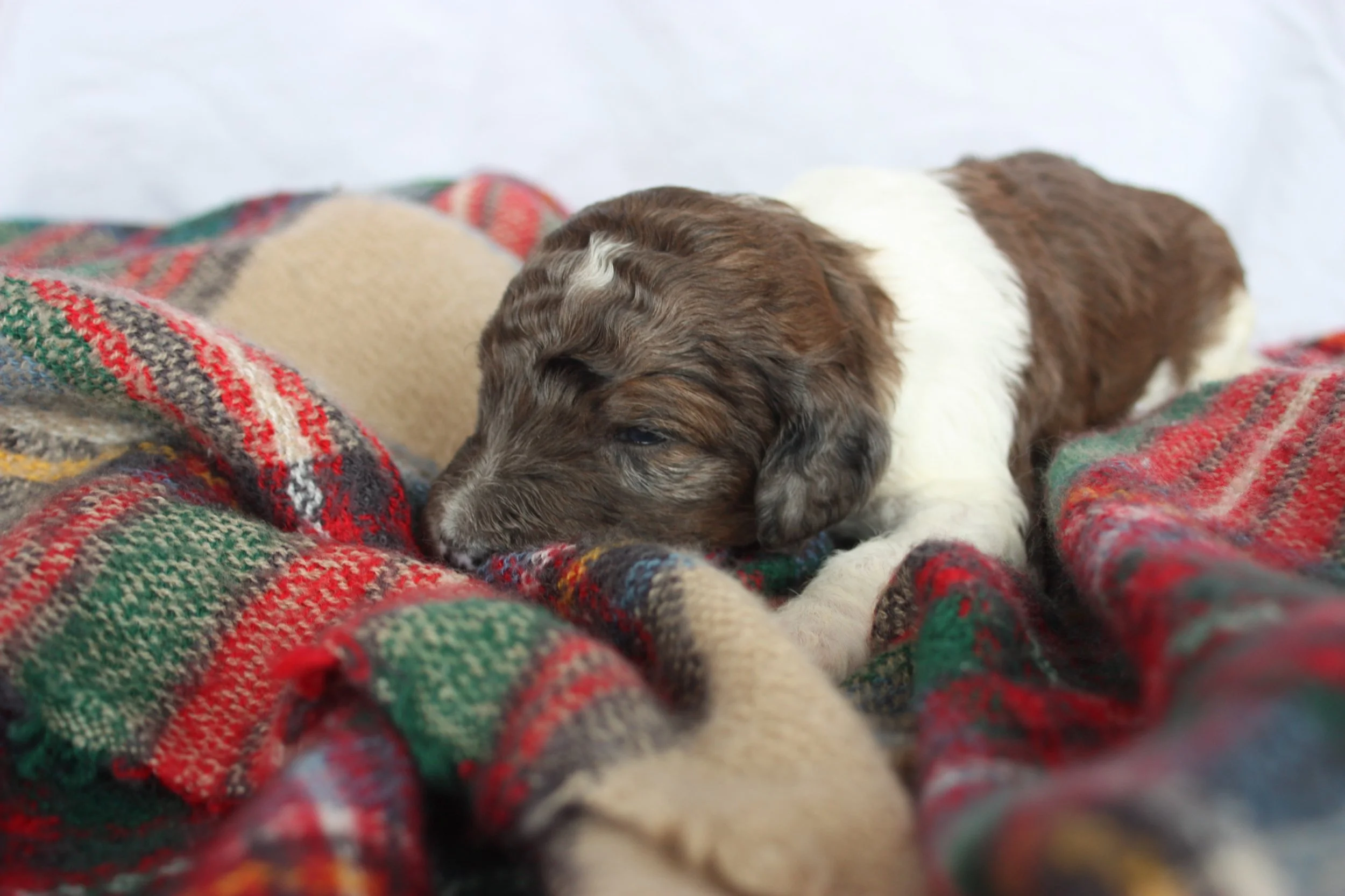 Clarice~Female~SOLD~$1,800