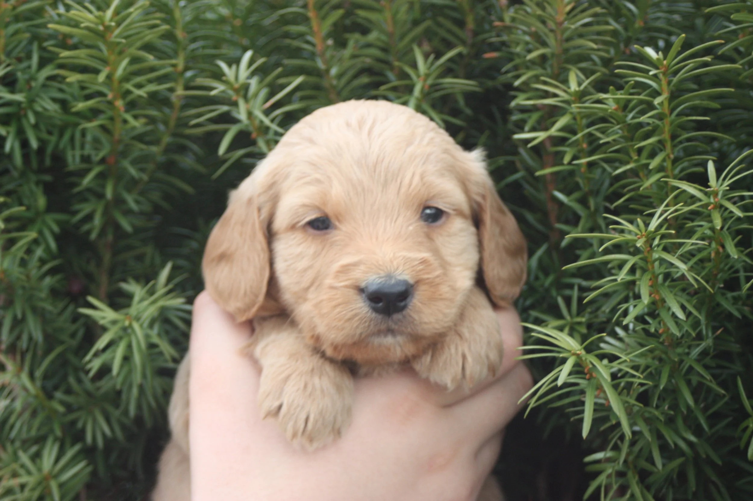 TANGO/MALE/$2,200/RESERVED