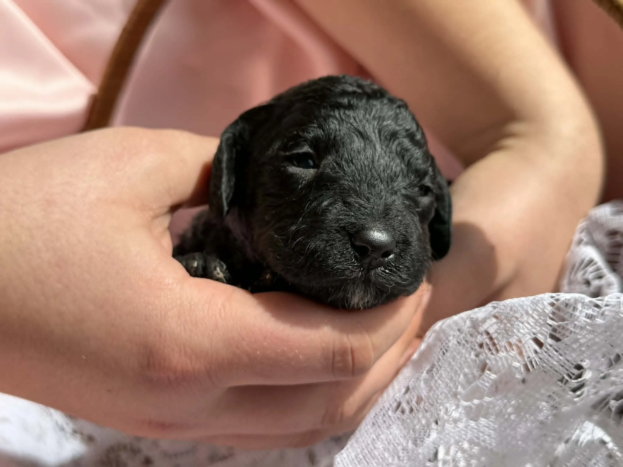 JAZZ/FEMALE/$1,800/Available