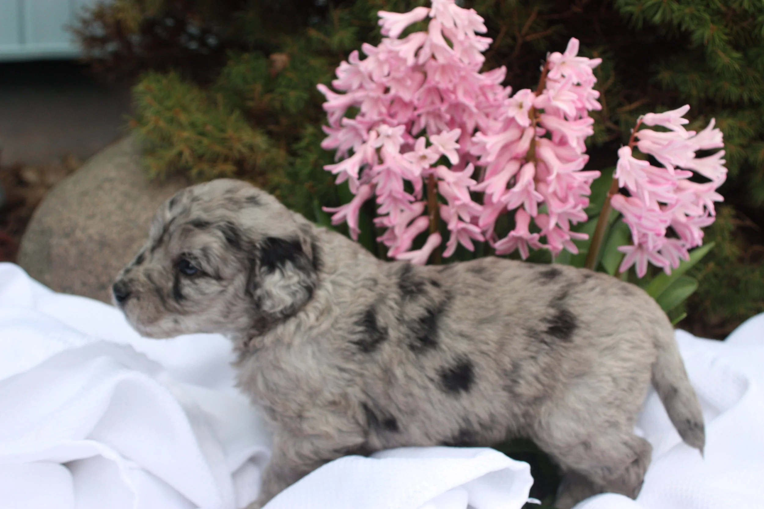 ZING/FEMALE/$2,400/Available