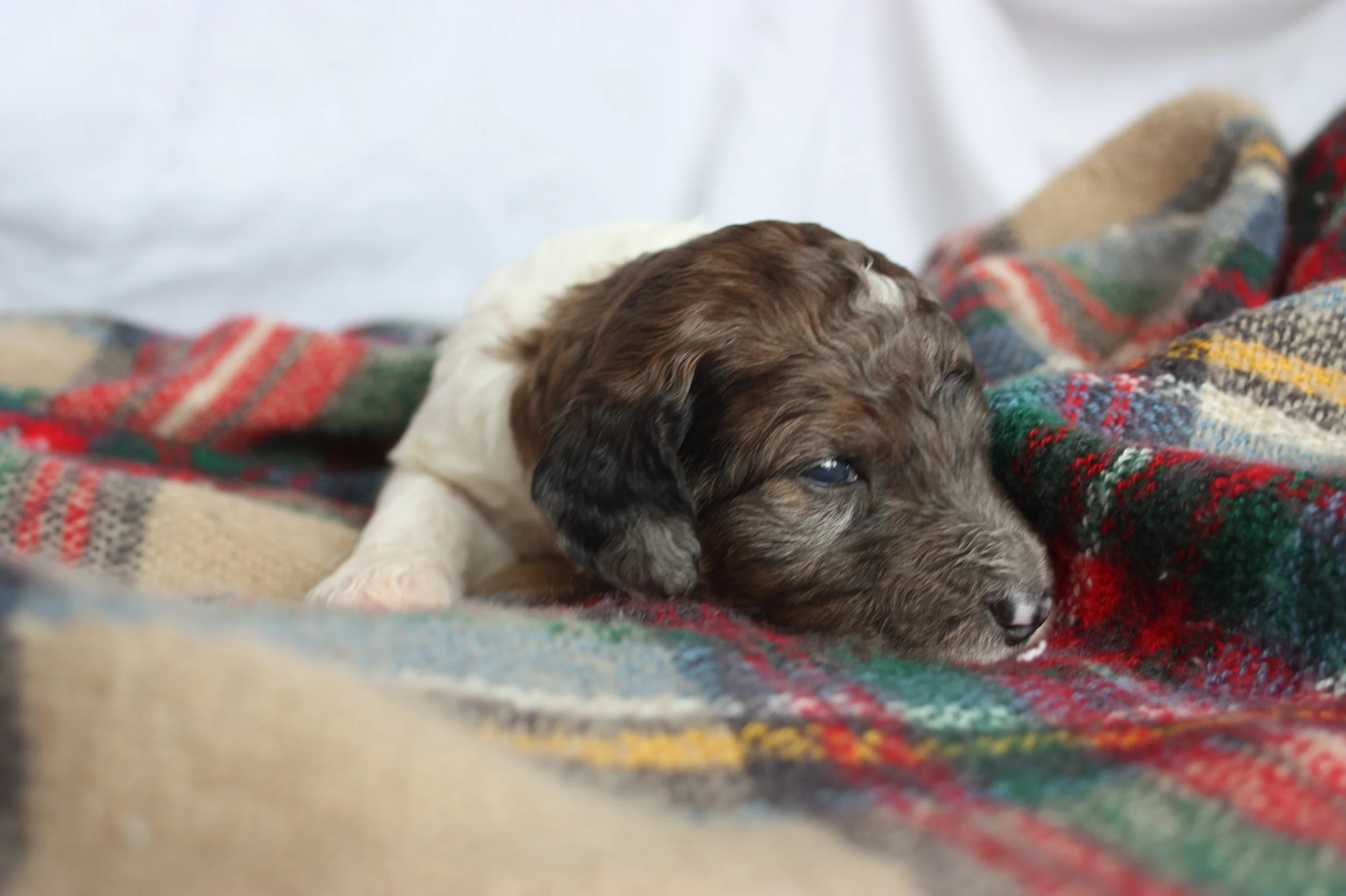 Clarice~Female~SOLD~$1,800