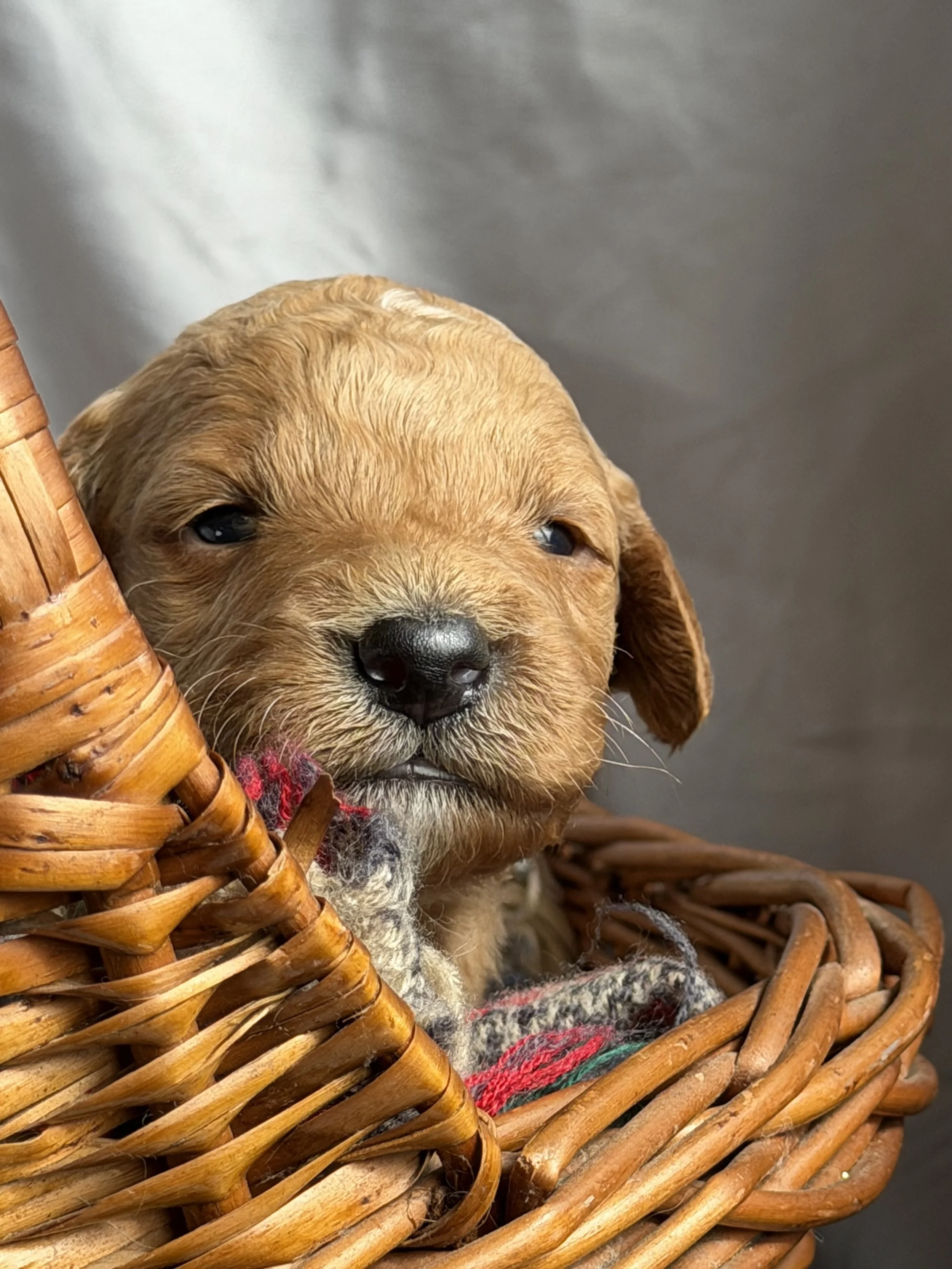 SALSA/MALE/$2,200/Available