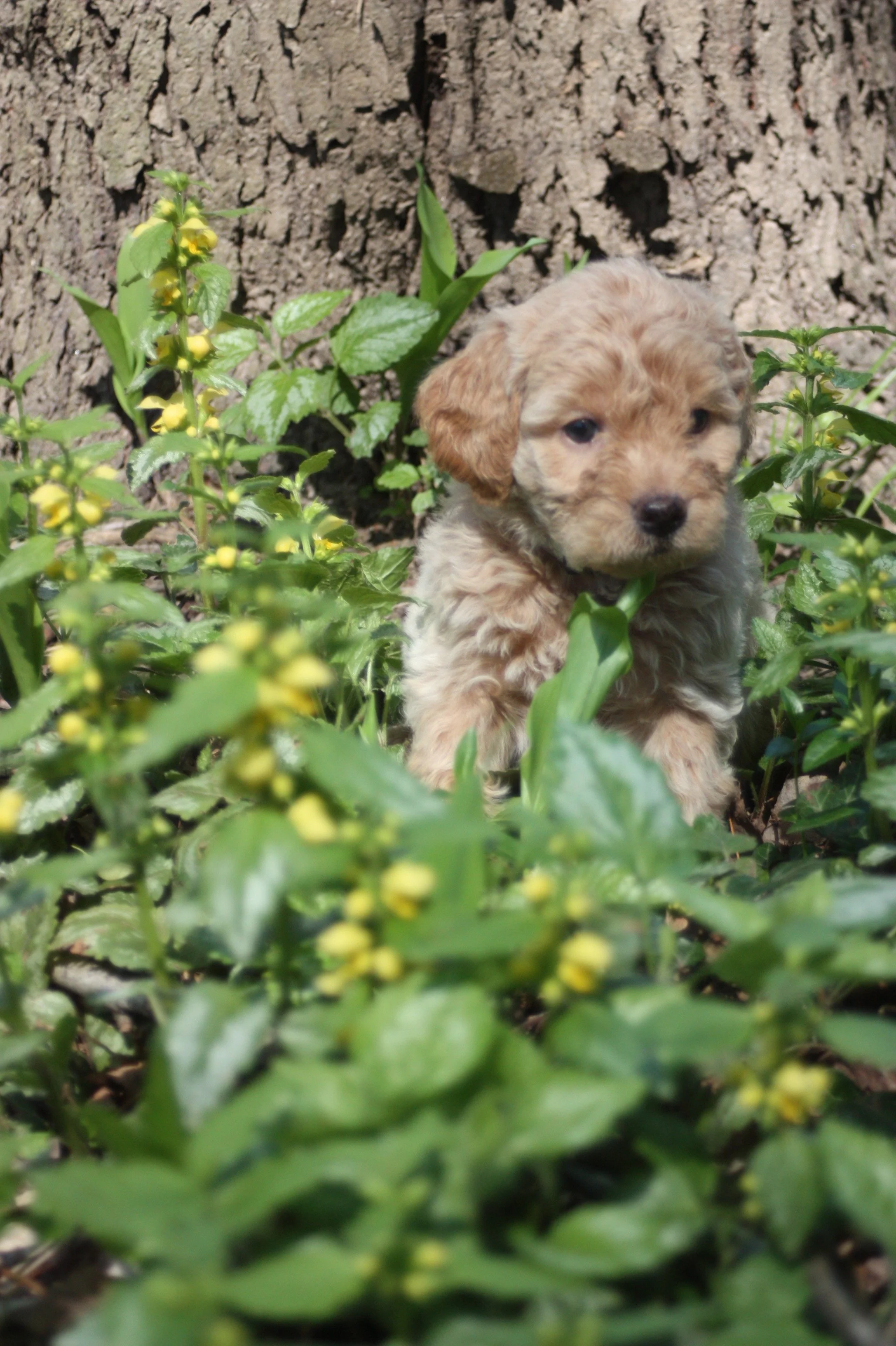 MYSTIC/FEMALE/$2,600