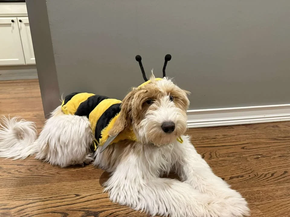 566500387_1323615649441765_1650596834053177069_n (1).jpg