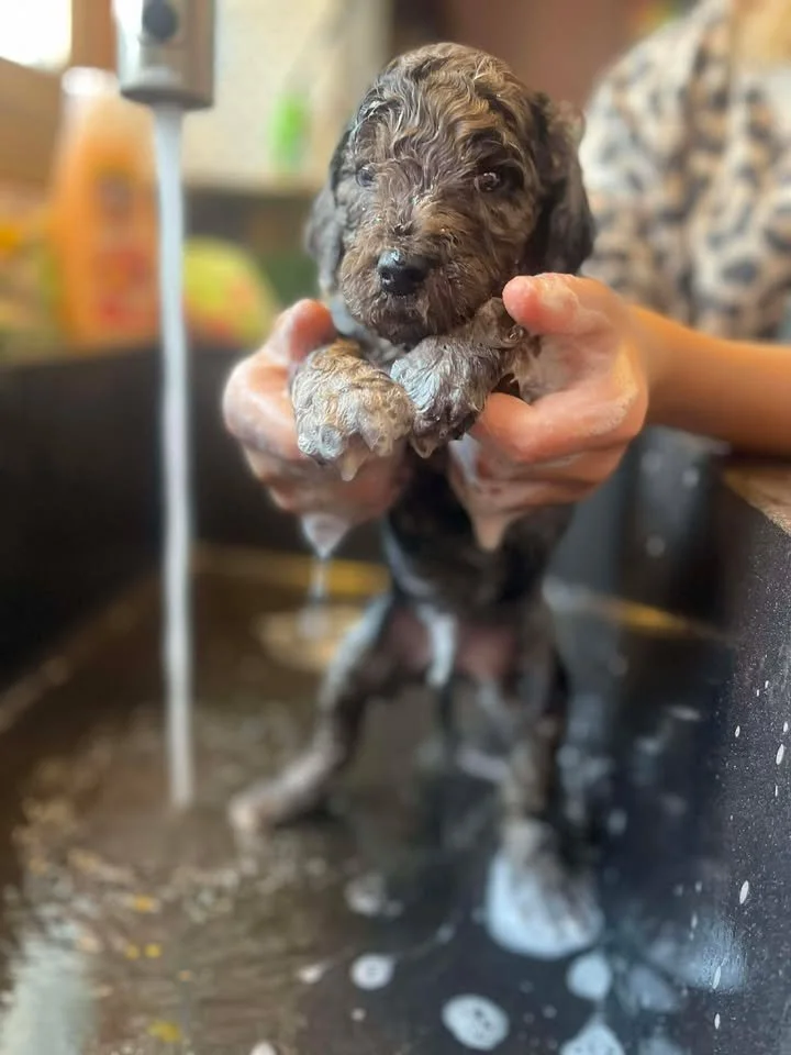 Dasher~Tri-merle~ON HOLD~$2,200