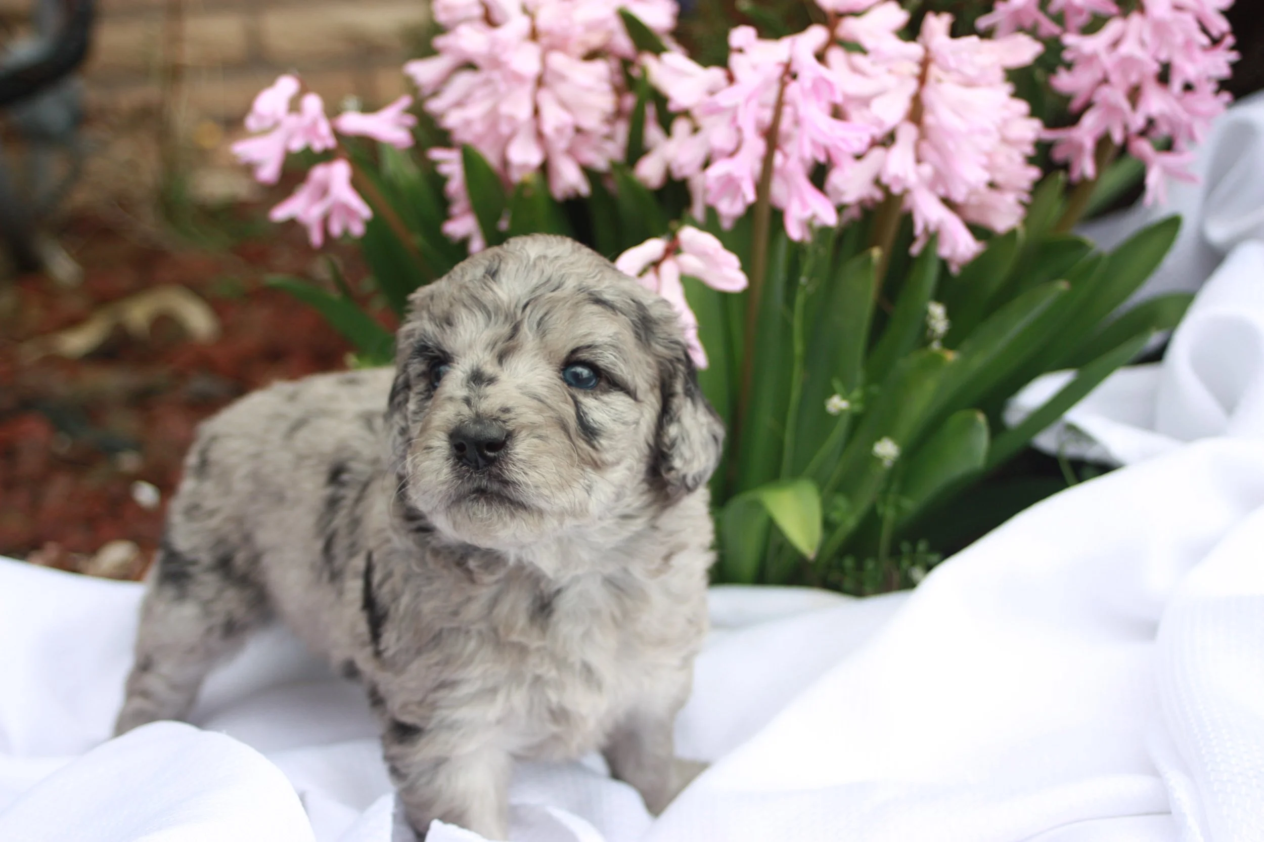 ZING/FEMALE/$2,400/Available