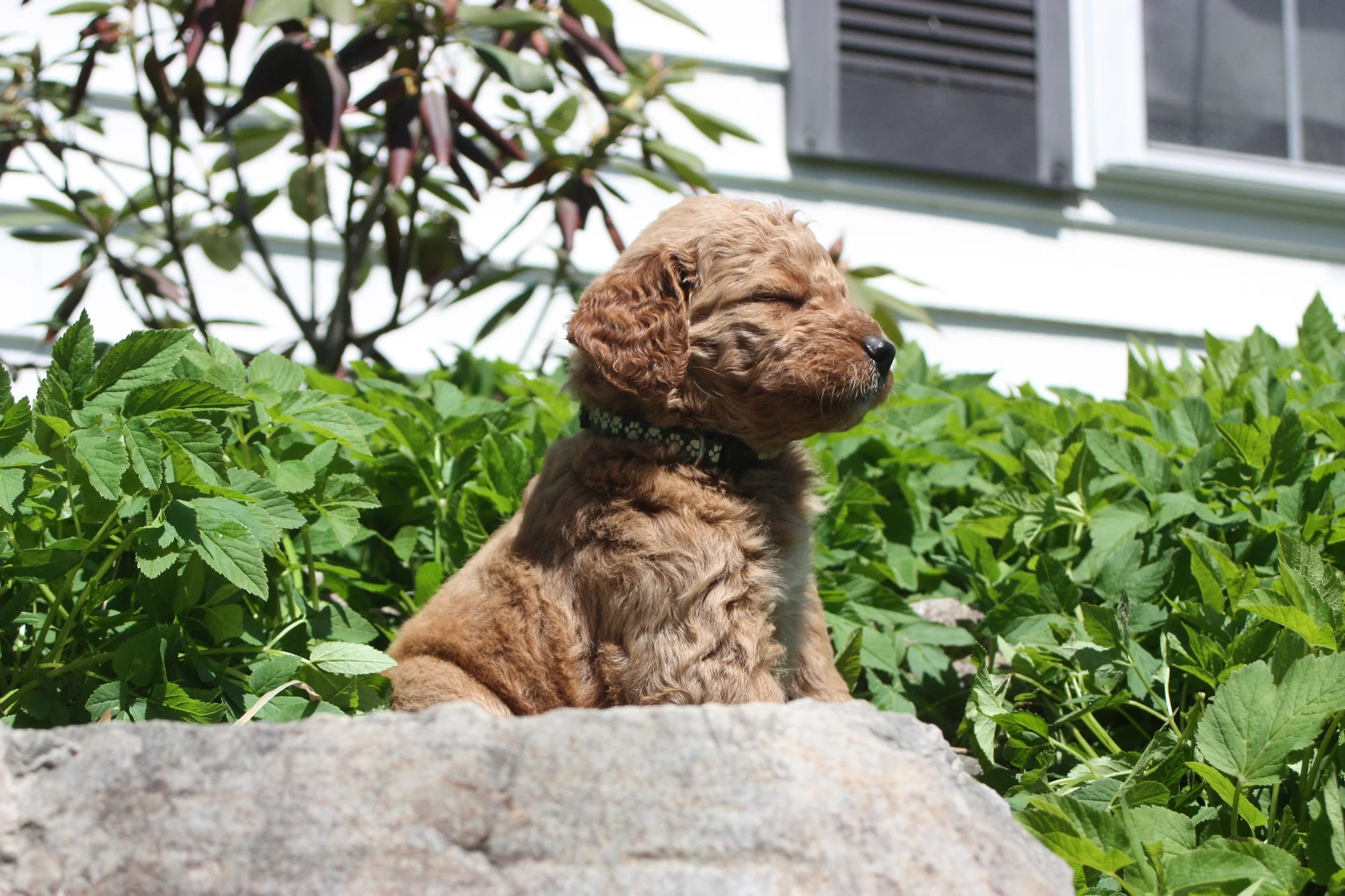 SALSA/MALE/$2,200/Available