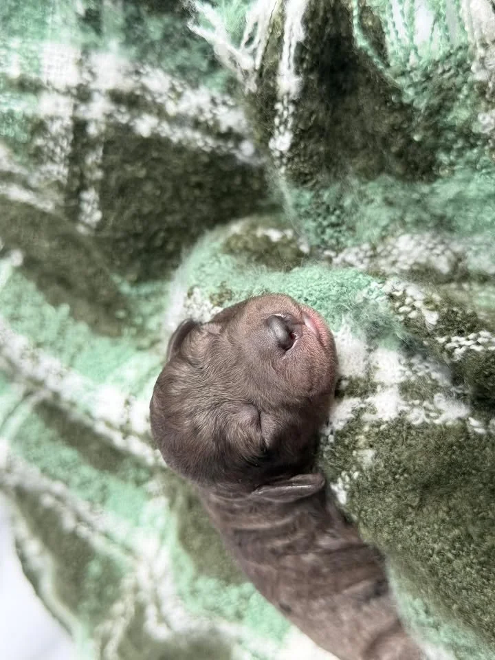 MACK/MALE/$2,400/RESERVED